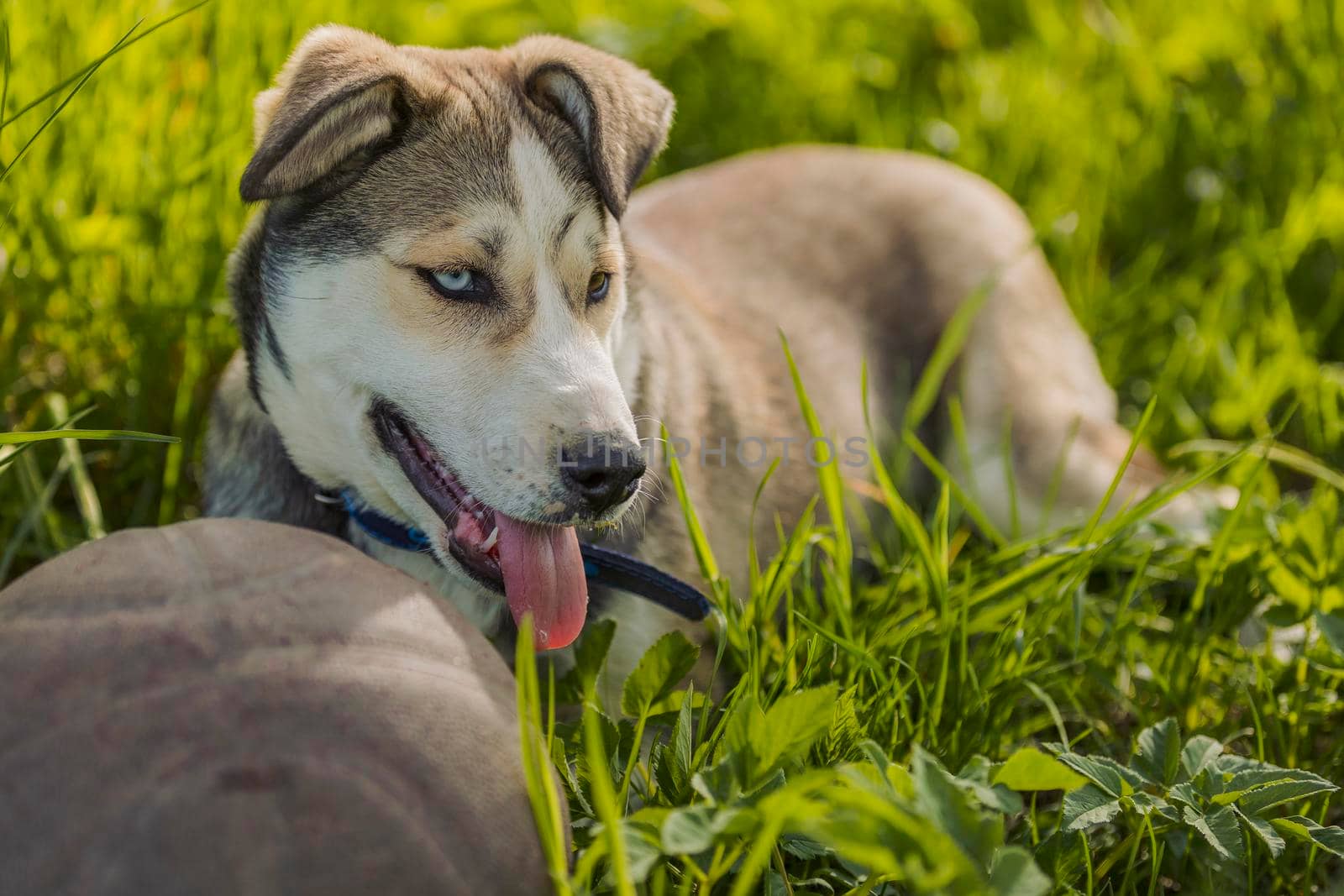 husky dog with ball in green grass