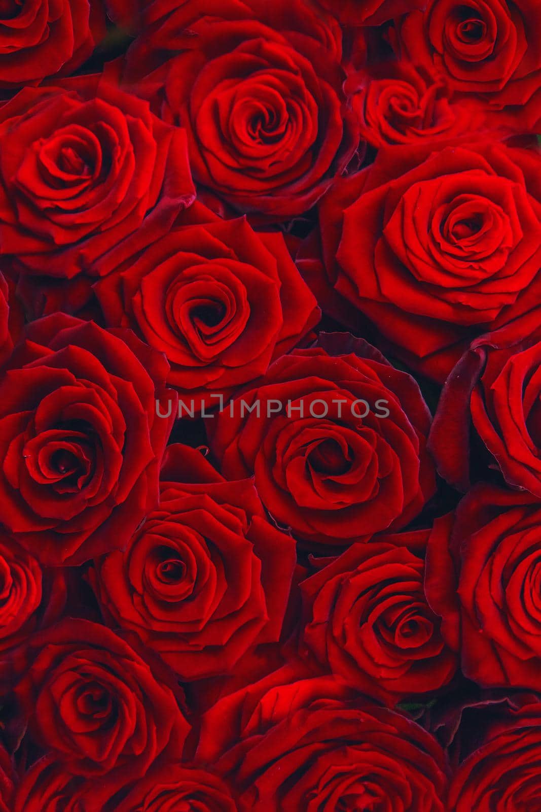 Beautiful background with red roses. Selective focus. Nature.