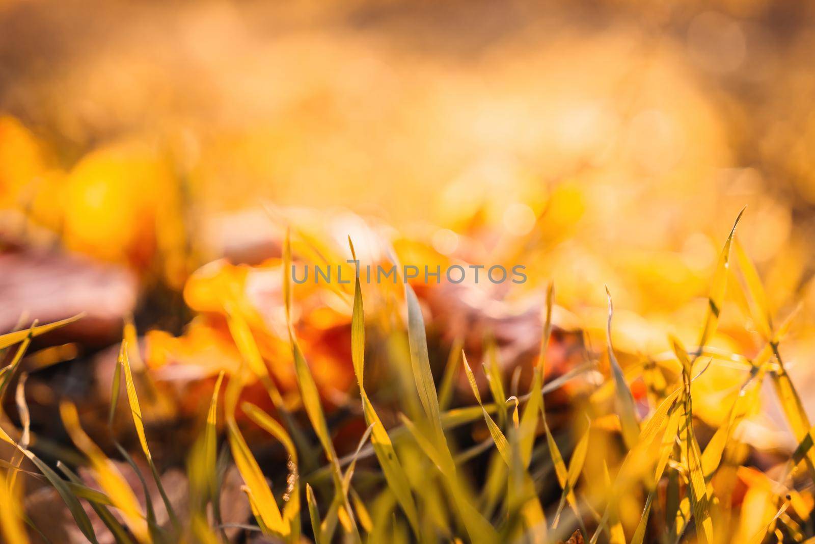 Close up of the green grass lawn and autumn foliage with sun beam, soft focus, copy space. by panophotograph