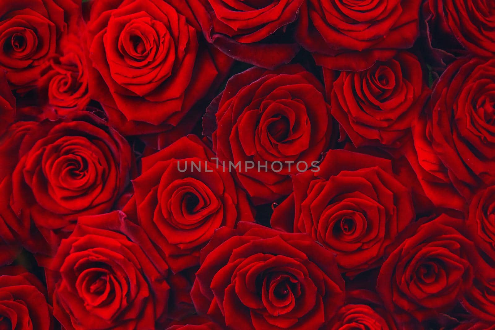 Beautiful background with red roses. Selective focus. Nature.