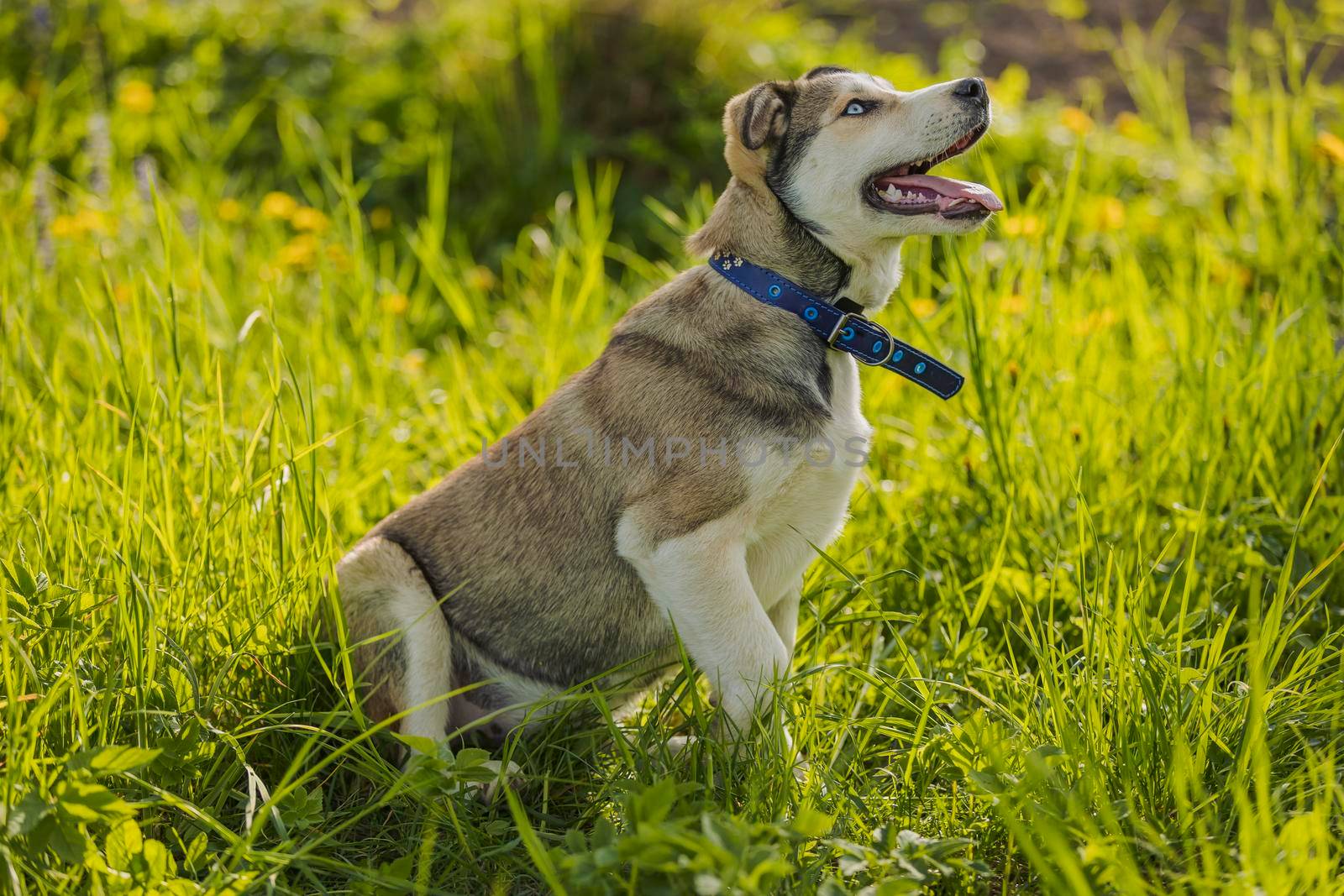 close-up portrait of a dog sitting in the grass