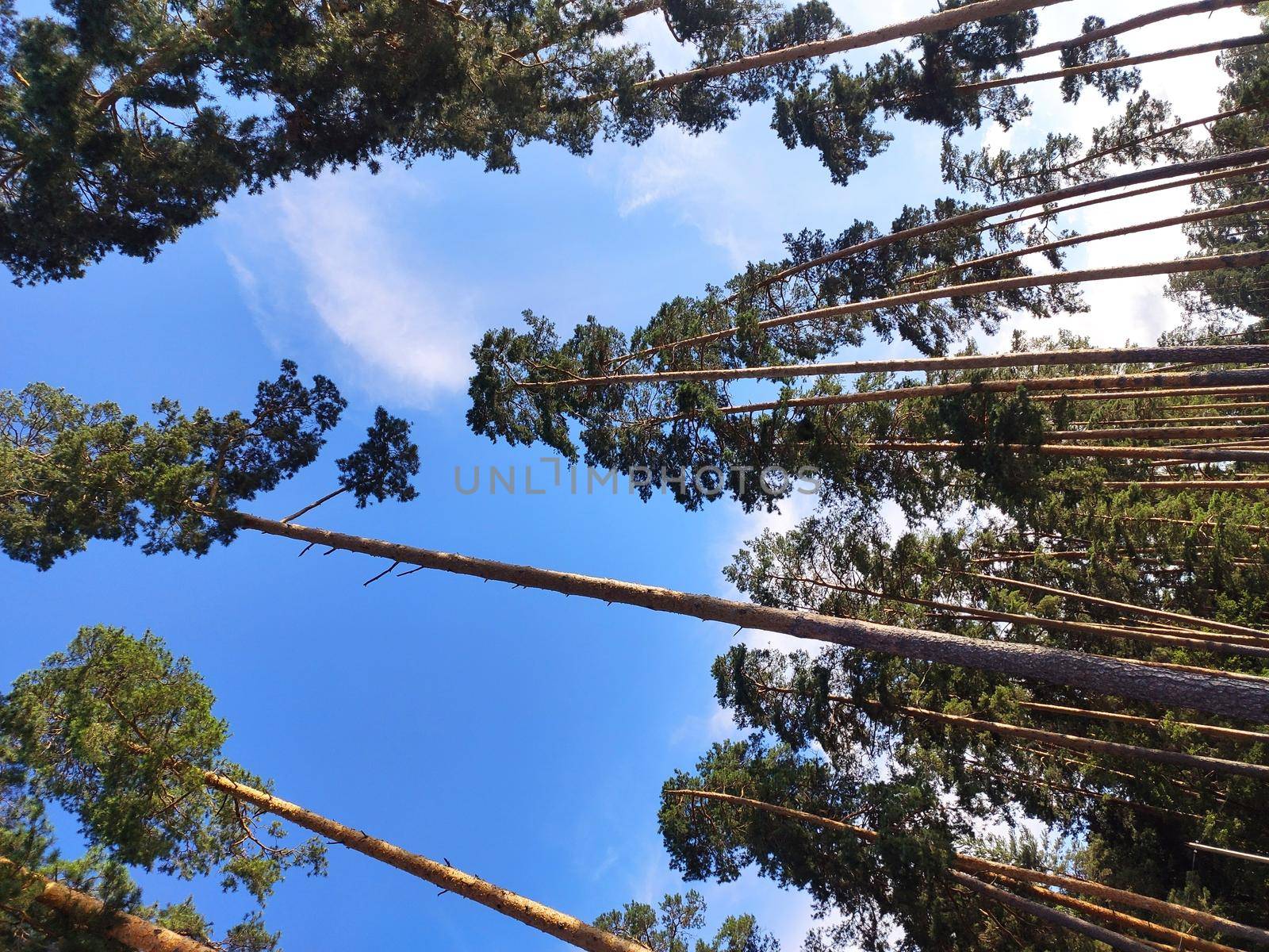 Pine forest nature background blue sky.