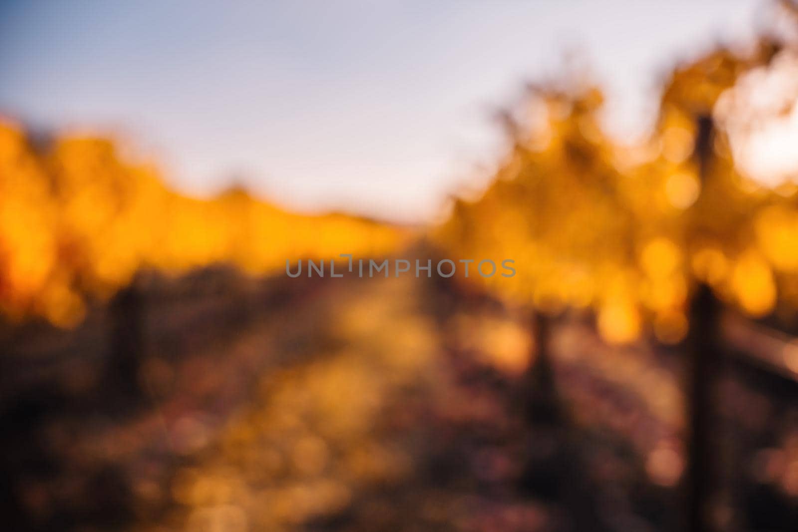 Abstract defocused bright autumn red orange yellow grapevine leaves at vineyard in warm sunset sunlight. Beautiful clusters of ripening grapes. Winemaking and organic fruit gardening. by panophotograph