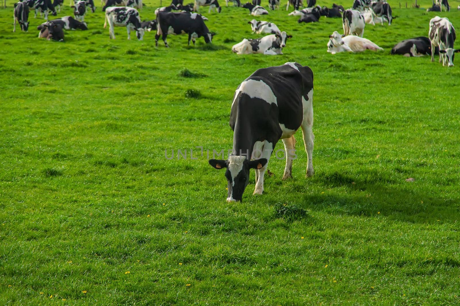 Cows graze in the pasture. Selective focus. by yanadjana