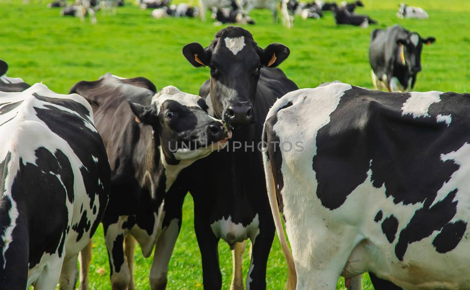 Cows graze in the pasture. Selective focus. Nature.