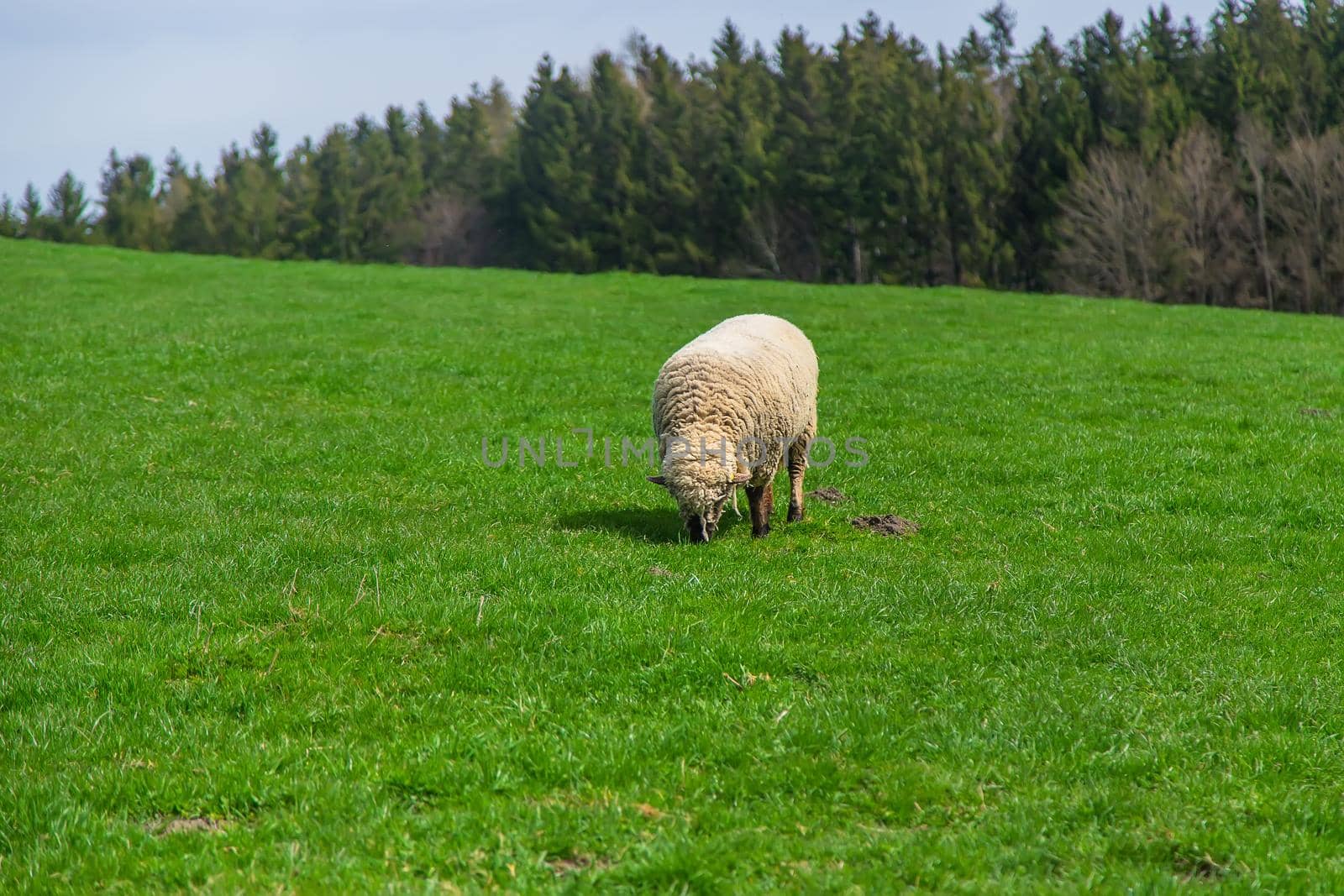 Sheep graze in the pasture. Selective focus. by yanadjana