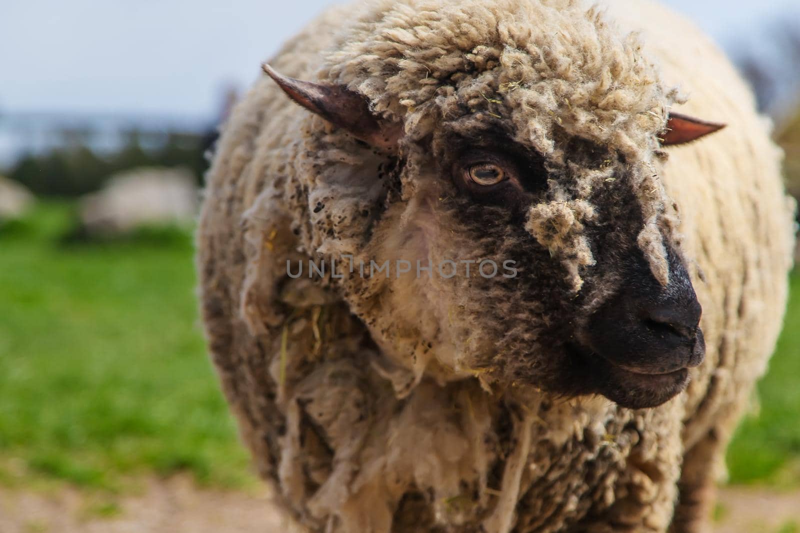 Sheep graze in the pasture. Selective focus. nature.