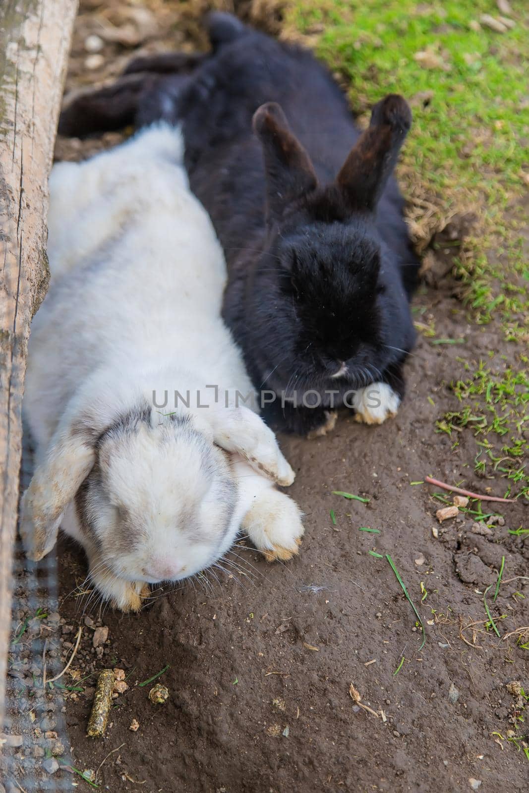 Rabbit in a cage on a farm. Selective focus. animal.