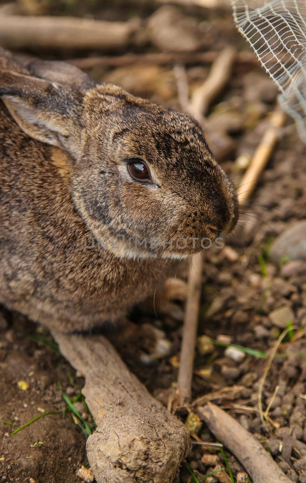 Rabbit in a cage on a farm. Selective focus. by yanadjana