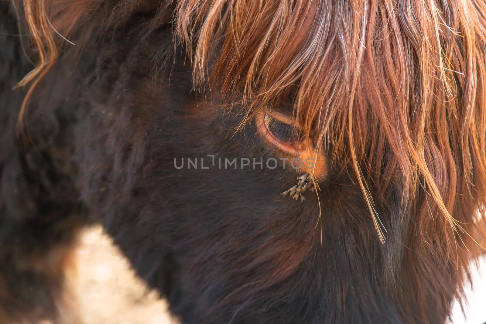 Flies in the eyes of a cow. Selective focus. animal.