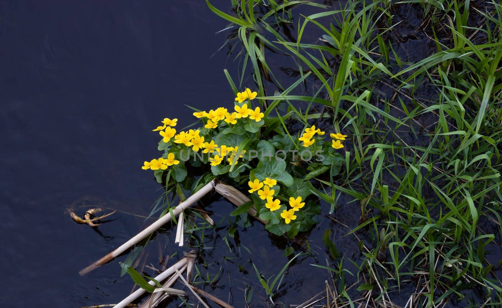 Yellow spring flowers of kaluzhnitsa. Beautiful spring flowers in the spring river.The flood flooded the flower by lapushka62