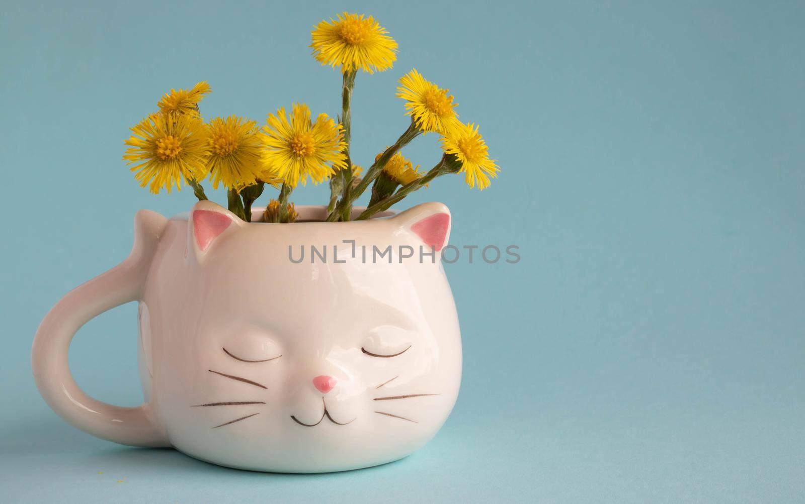White coffee mug in the shape of a cat with pink ears, mother-and-stepmother flowers close-up on a blue background. Place for your text by lapushka62