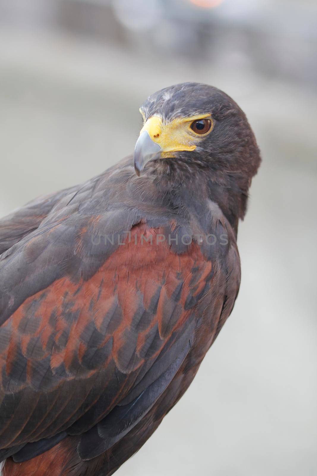 The sleek look of a hawk tamed
