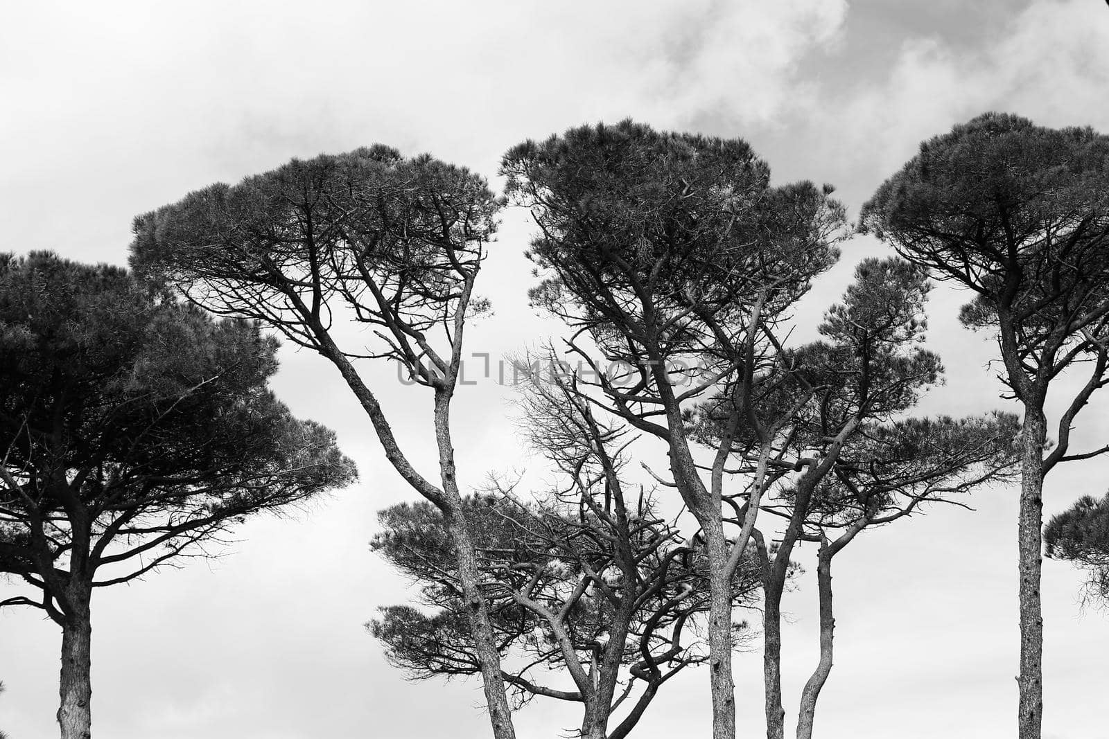 black and white photograph taken at the high fronds of pine trees on the green island of Porquerolles