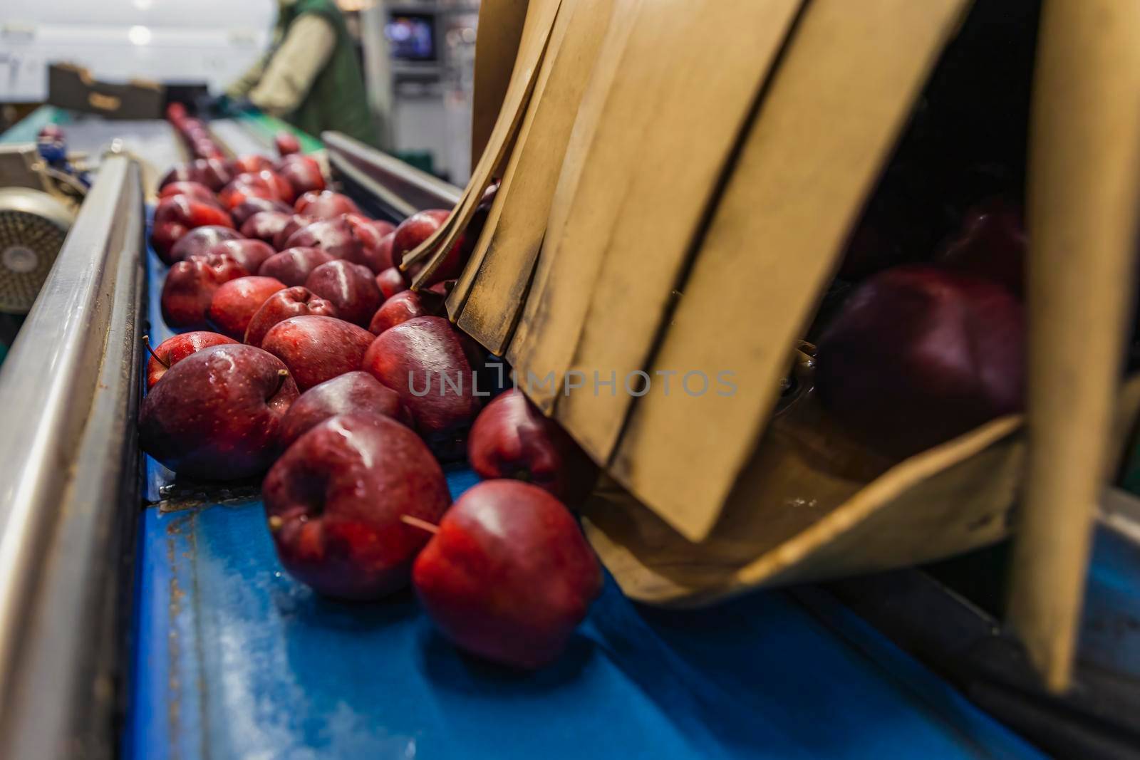 red apples on the packaging line of the enterprise