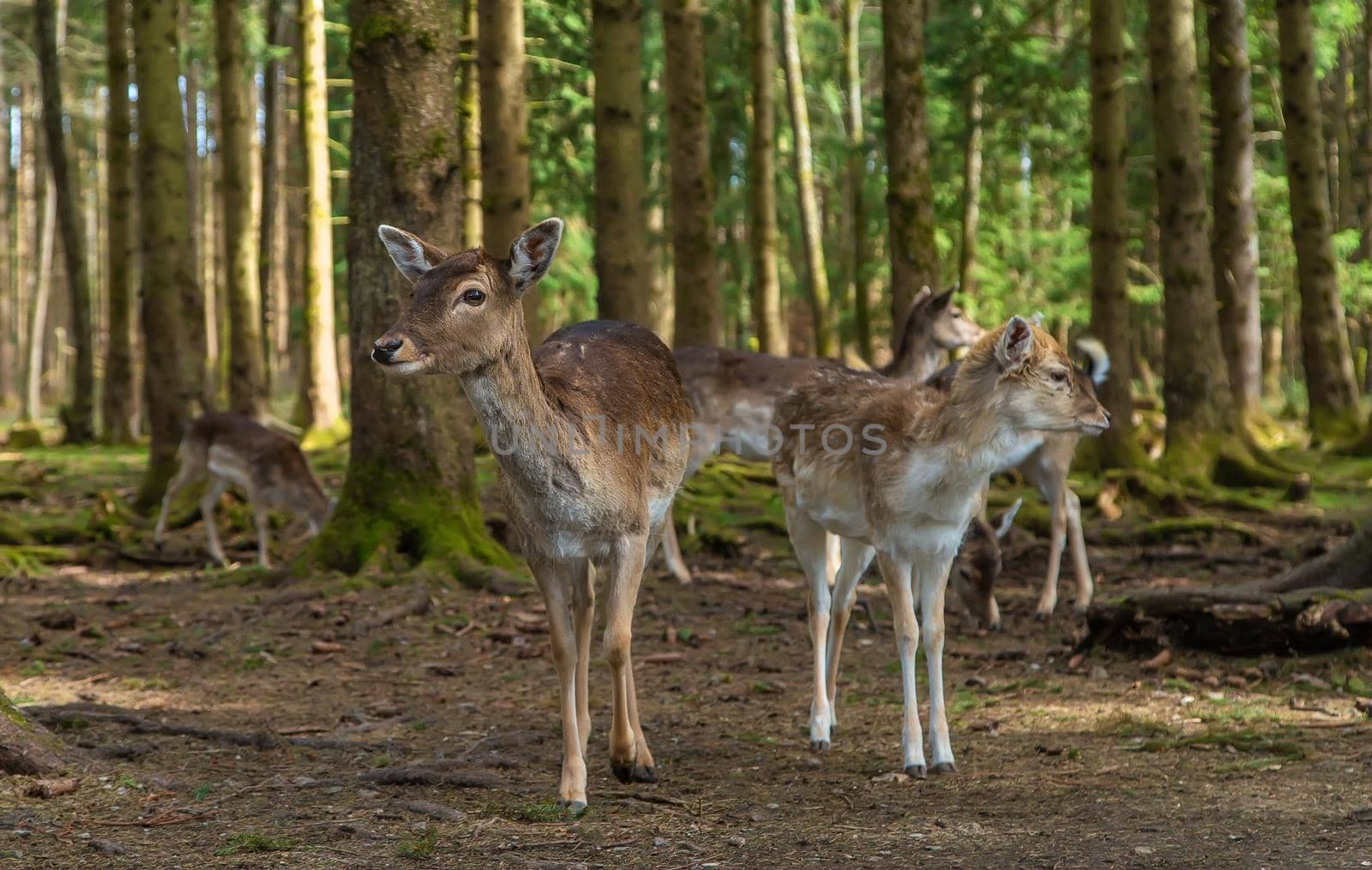 Deer in the forest in summer. Selective focus. animal.