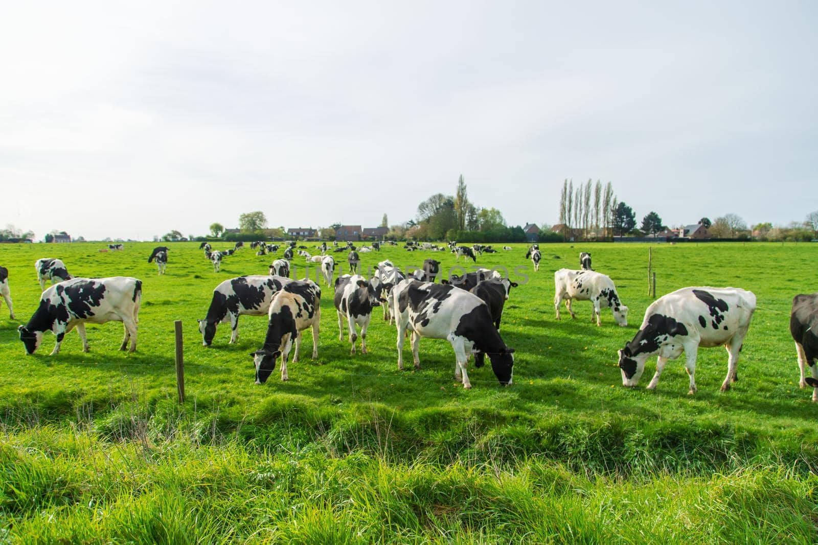 Cows graze in the pasture. Selective focus. Nature.