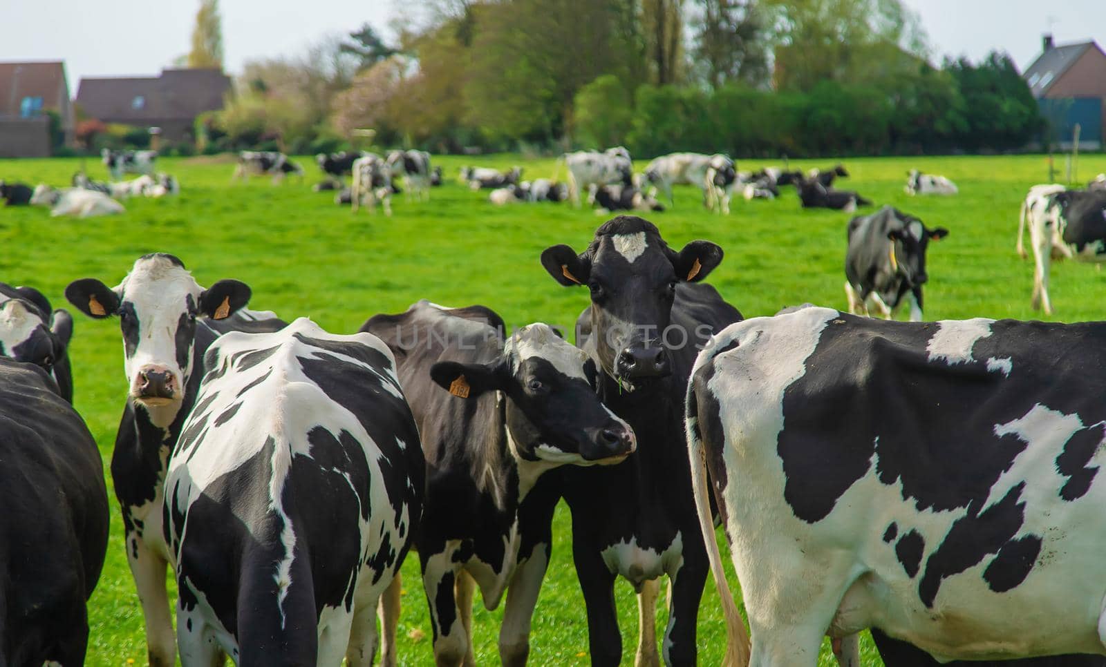 Cows graze in the pasture. Selective focus. by yanadjana