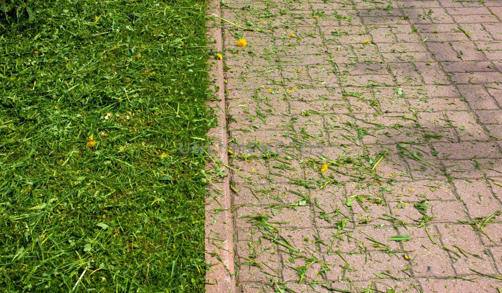 Mown fresh grass on the lawn and sidewalk.