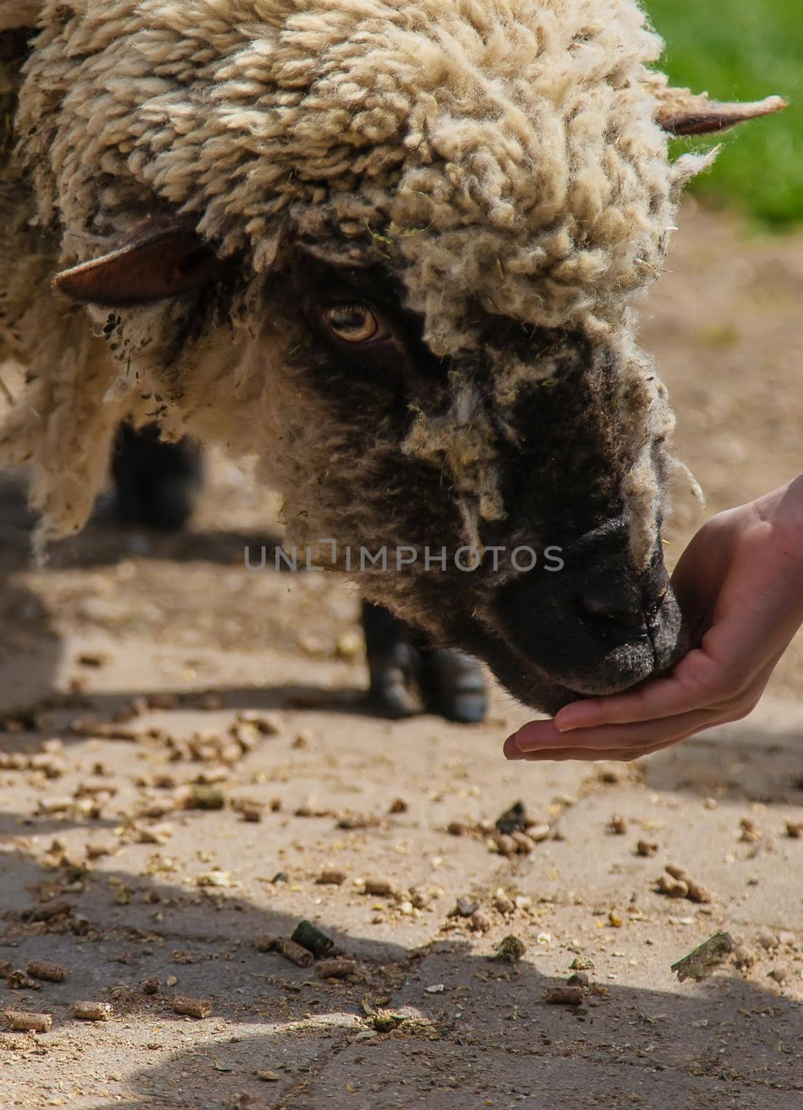 The child feeds the sheep. Selective focus. animal.