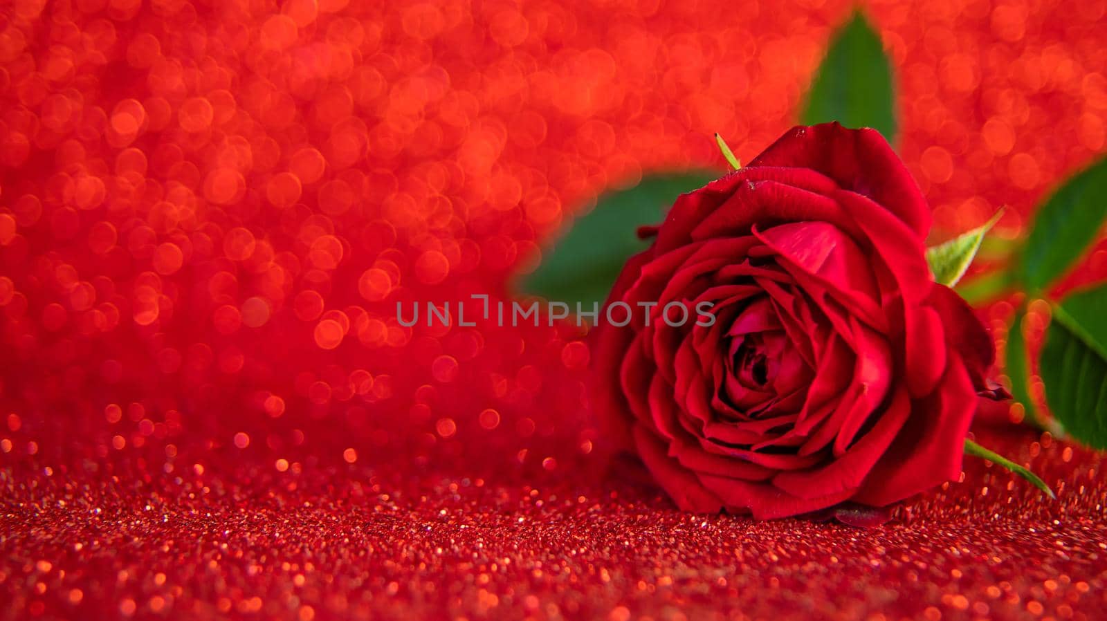 Rose on a shiny background. Selective focus. Valentine.