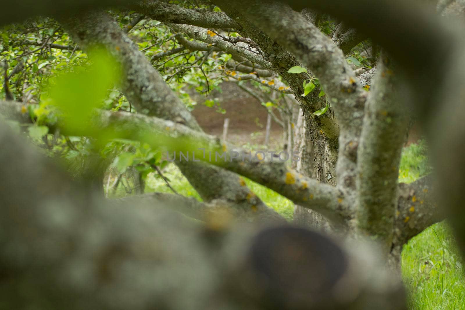 Trees in a row with artistic blur