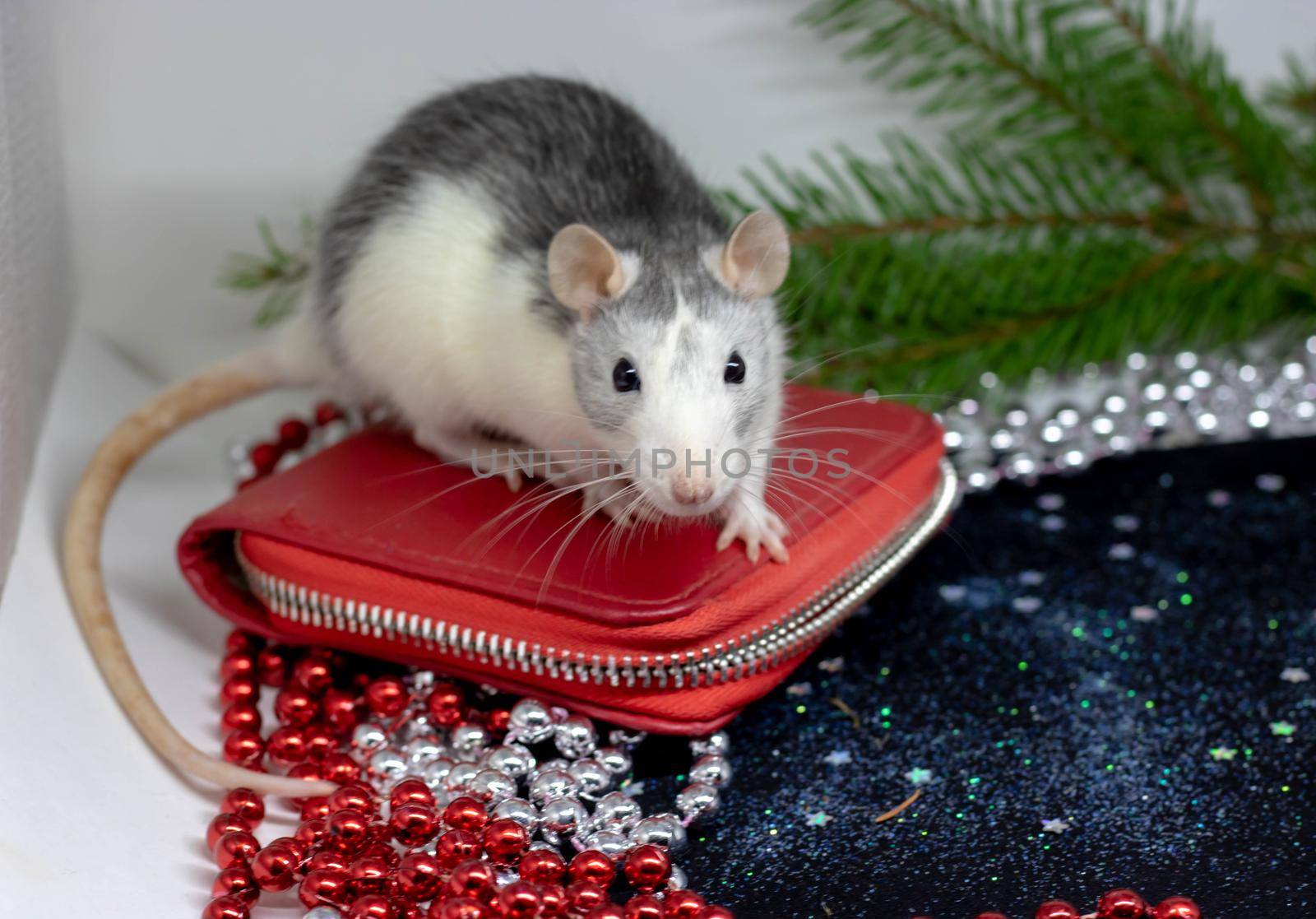 Happy New Year Symbol of 2020 New Year - white or metal silver rat. Cute rat in hat. Lady like. Reflection in mirror. Fun New Year animal, funny pet - rat. Chinese zodiac, eastern horoscope 2020.festive