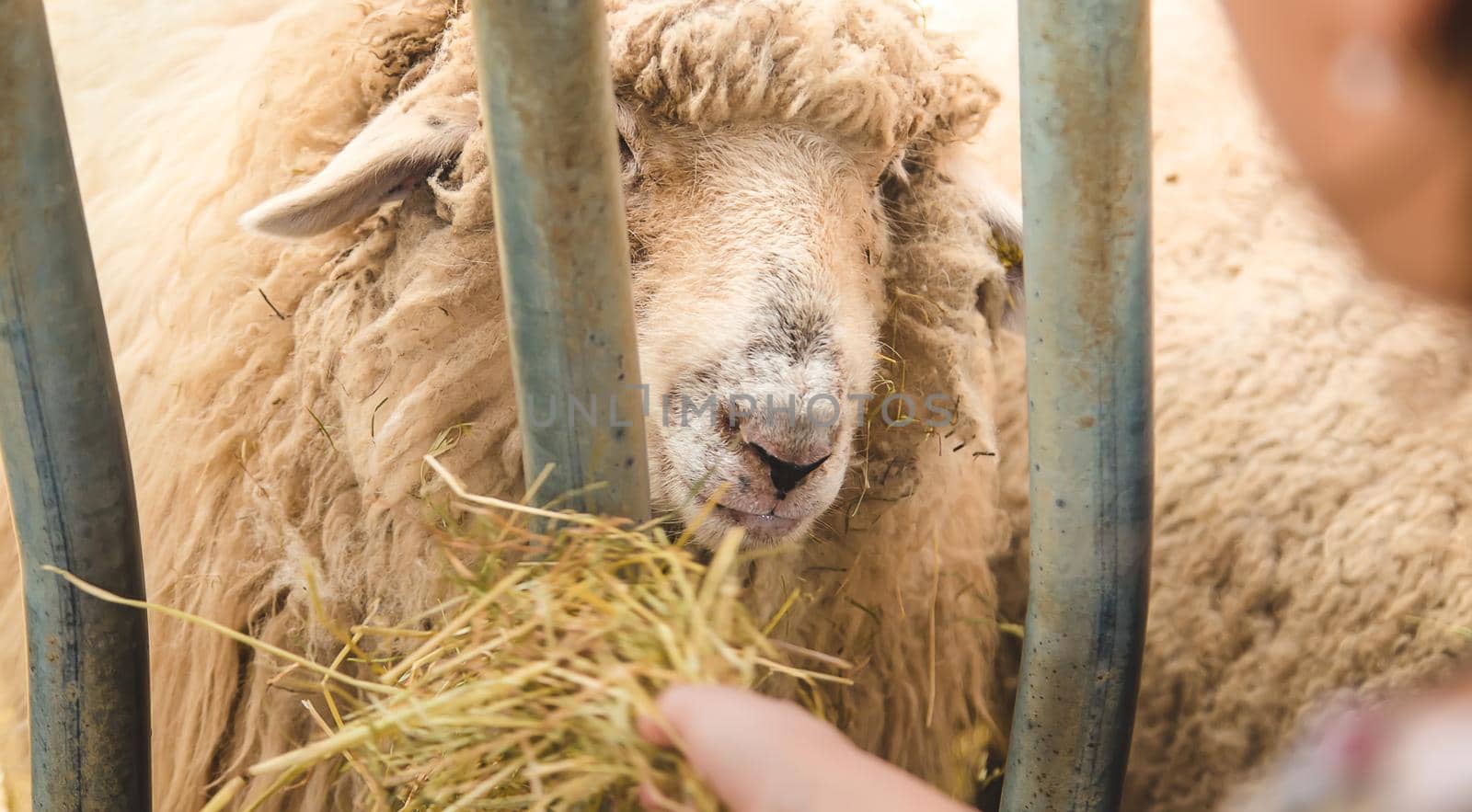 The child feeds the sheep. Selective focus. animal.