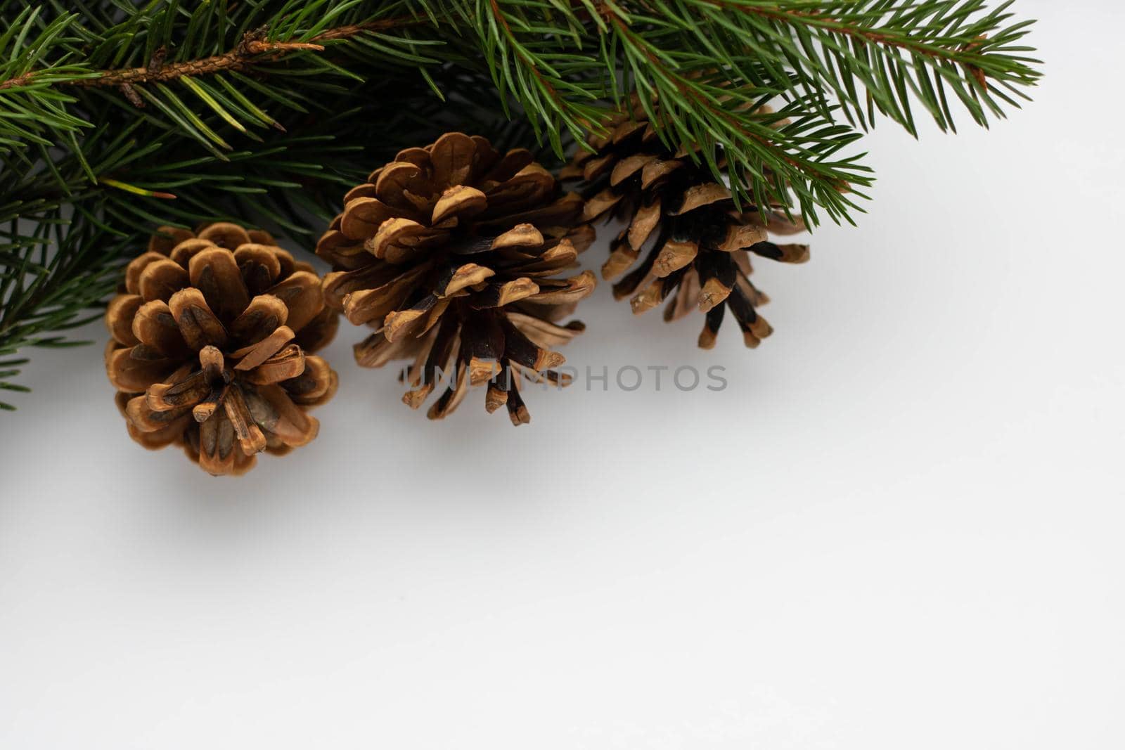 Fir branches with cones in the corner on a white background isolated. New Year card template by lapushka62