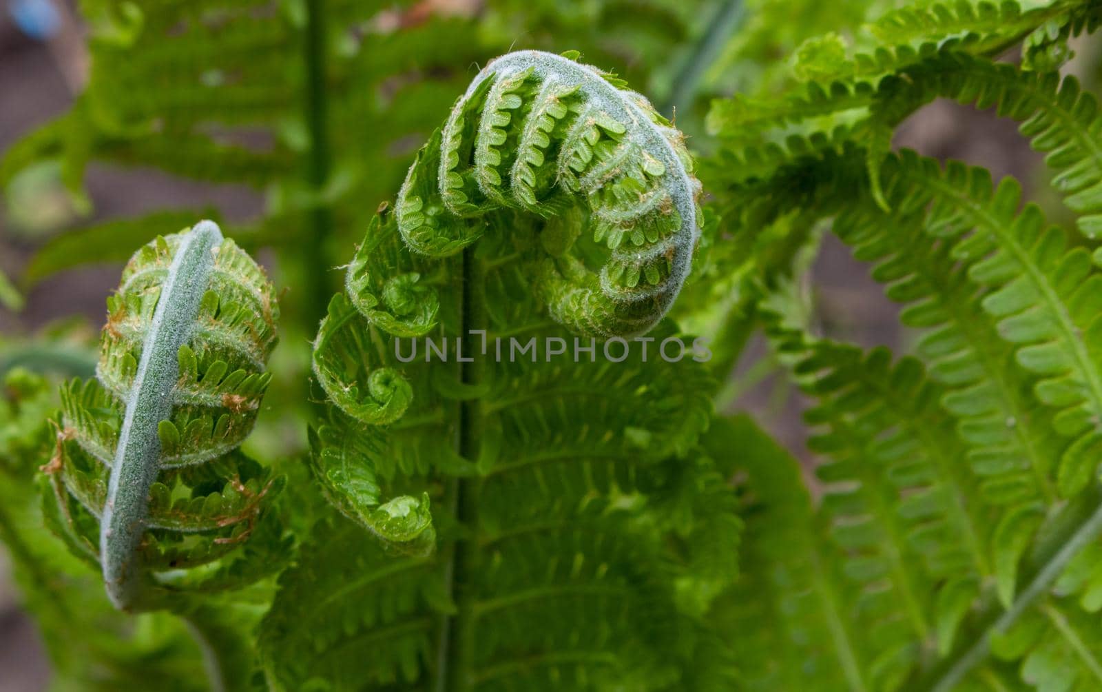 Fern Spiral of Matteuccia is a genus of ferns with one species: Matteuccia struthiopteris common names ostrich fern, fiddlehead fern, or shuttlecock fern .