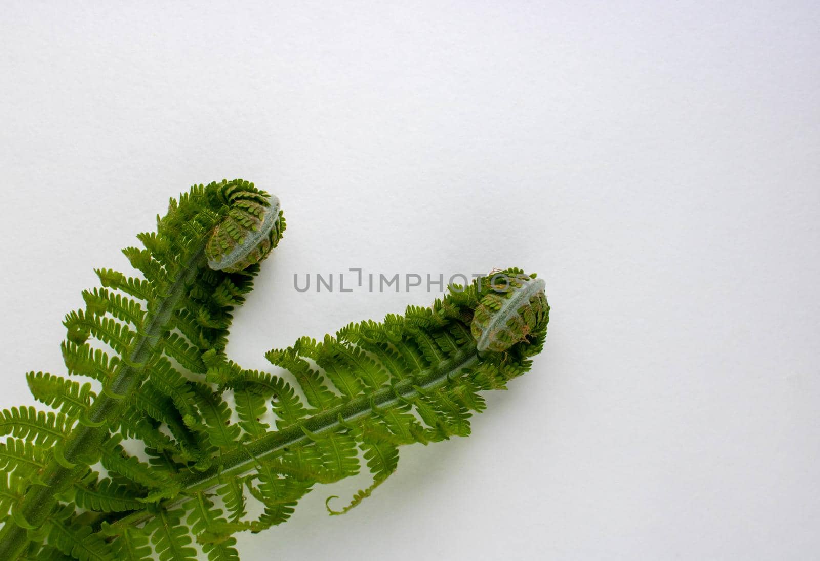 Shuttlecock-fern.Matteuccia spiral fern is a genus of ferns with one species: Matteuccia struthiopteris common names ostrich fern, fiddle fern. space for text by lapushka62