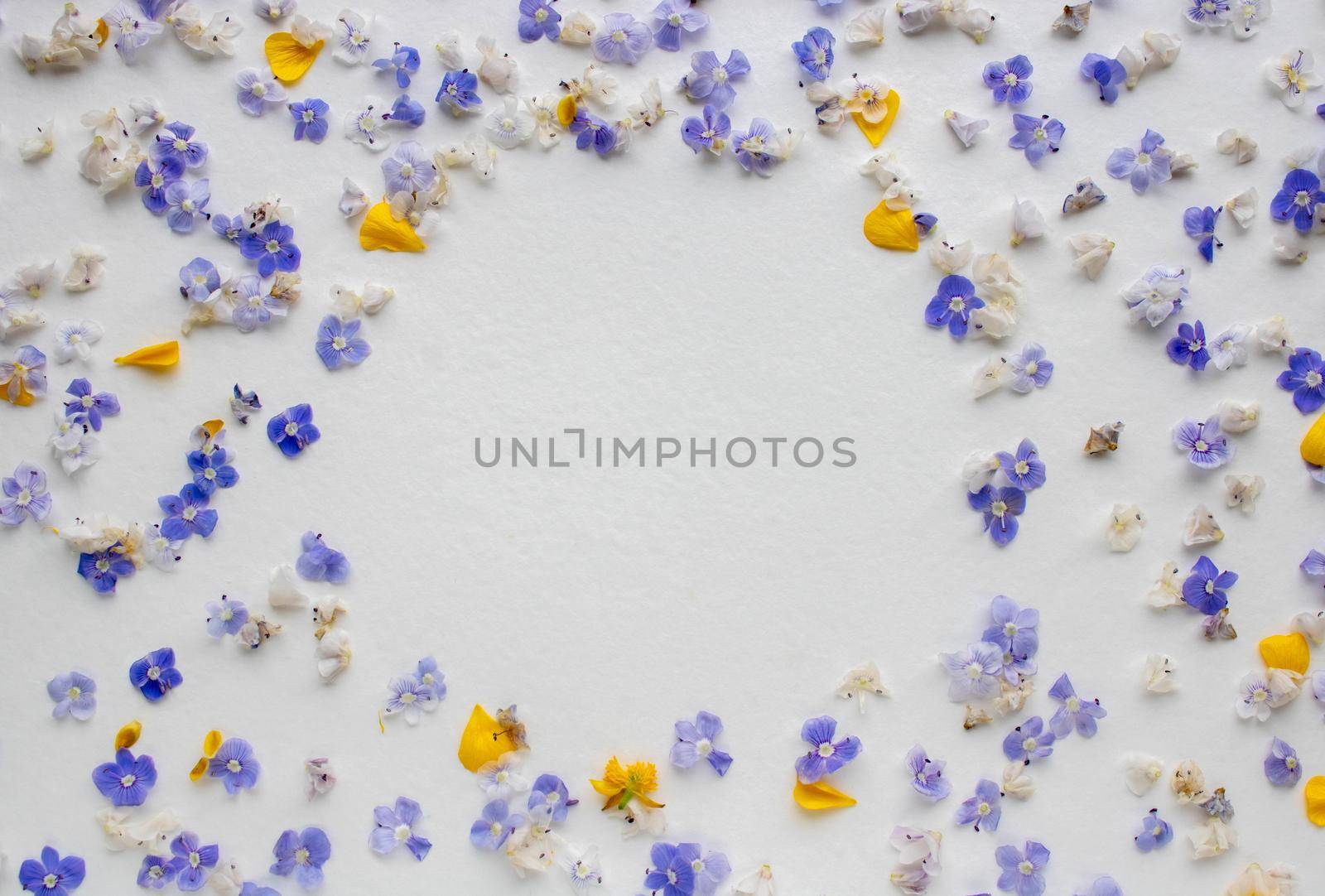 Frame of blue flowers and yellow petals on a white background. Postcard for the holiday.