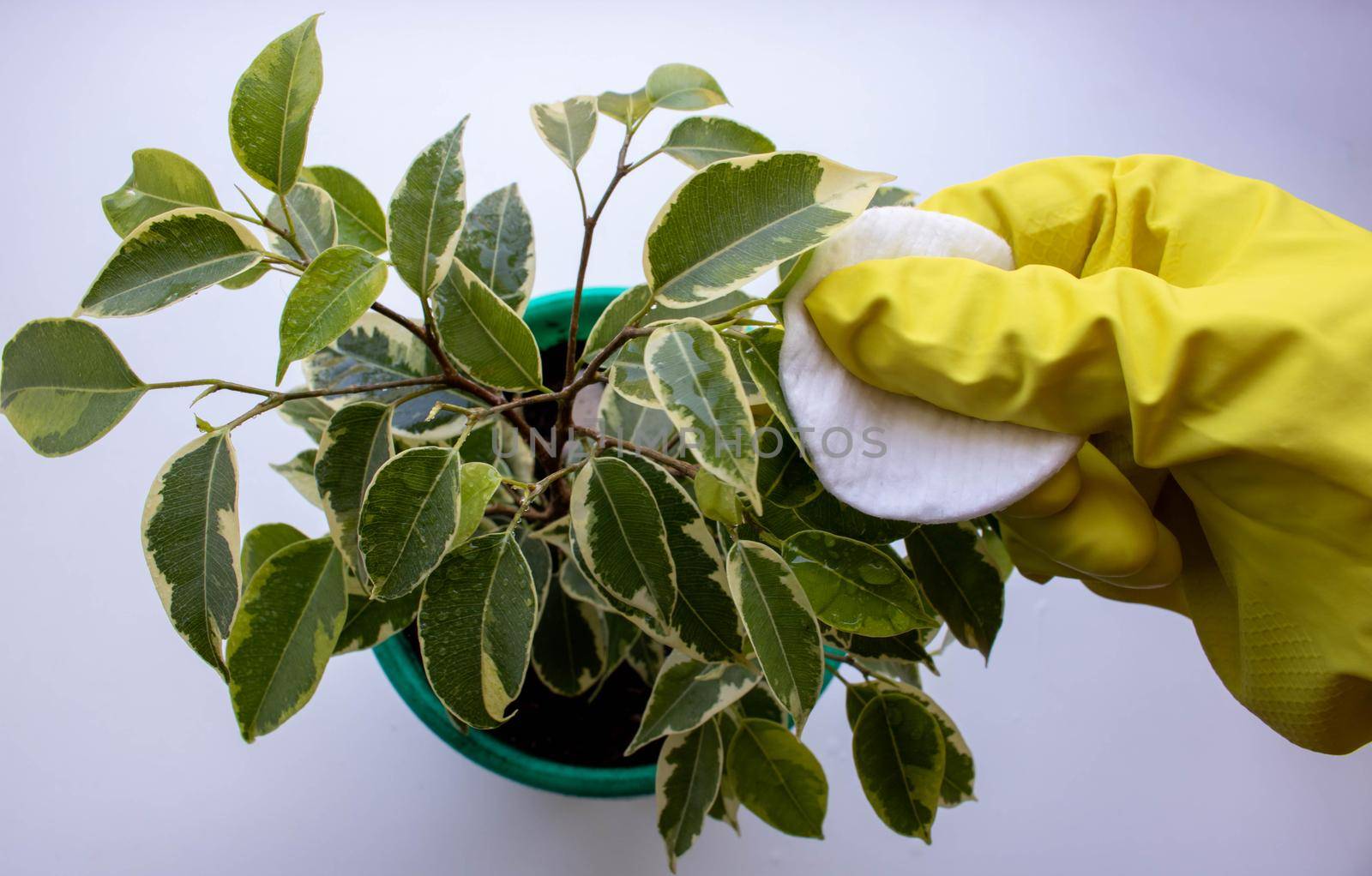 Ficus in a pot and a hand with a cotton pad wipes the leaves of the flower. Houseplant.
