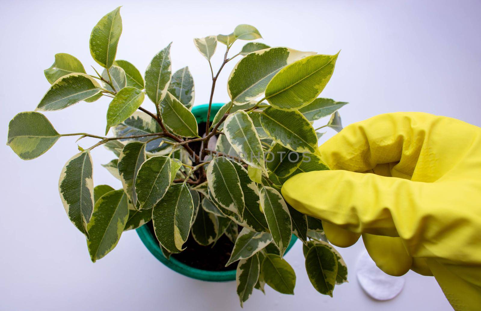 Ficus in a pot and a hand in a yellow glove wipes the leaves of the flower. Houseplant