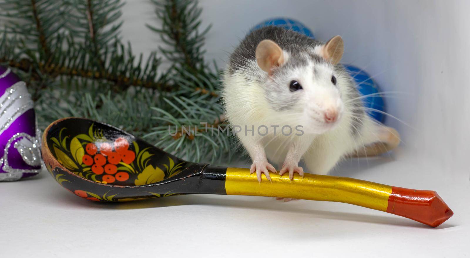 Cute silver rat sits around a large wooden spoon. Chinese New Year symbol 2020. by lapushka62