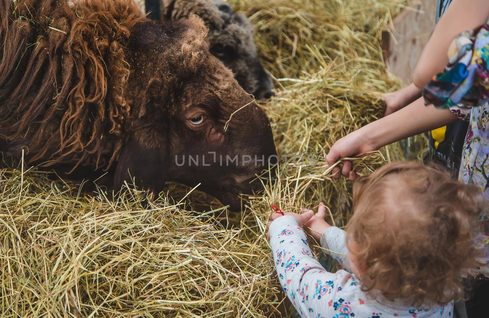 The child feeds the sheep. Selective focus. animal.