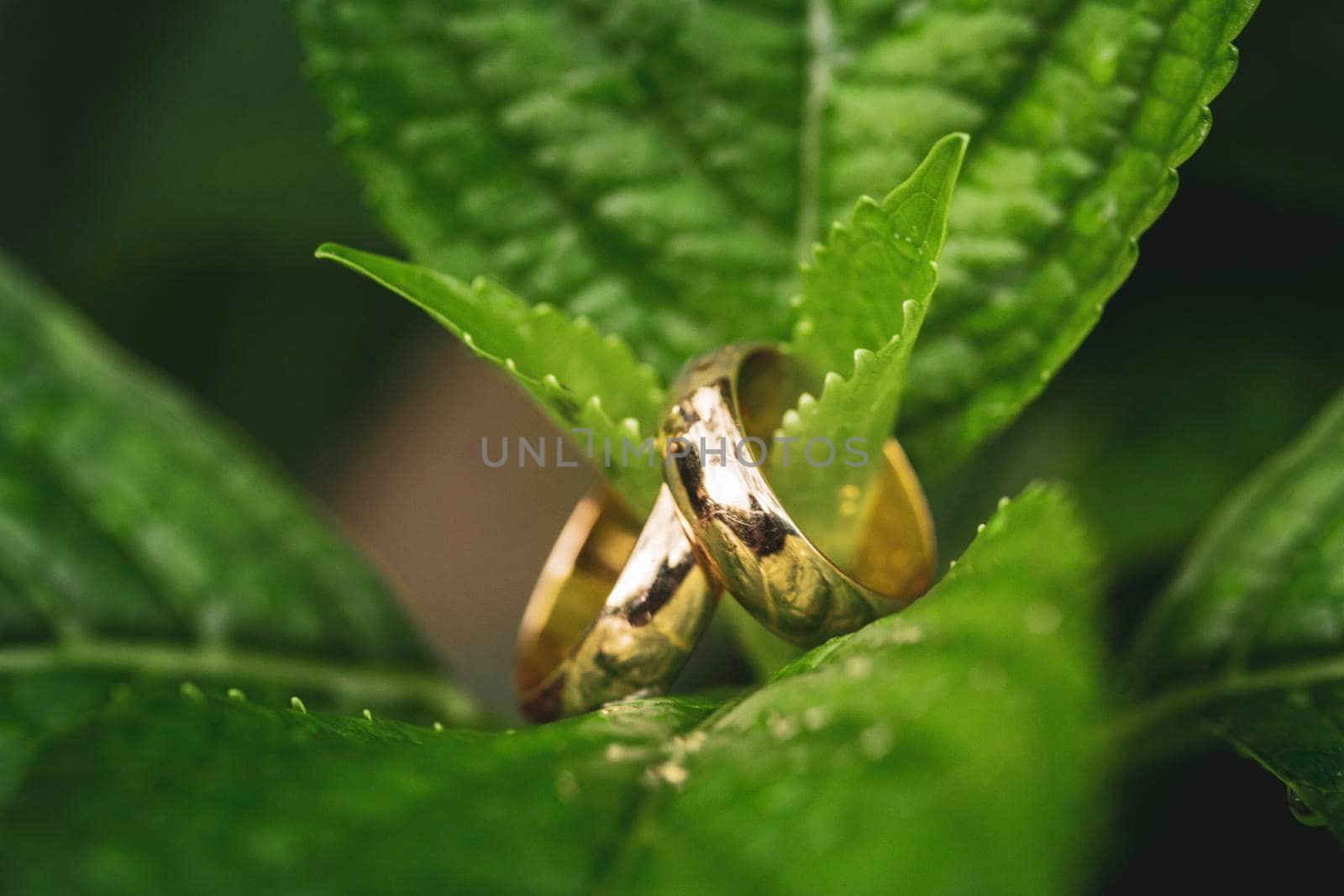 wedding rings over a green leaf and drops of water, macro photography