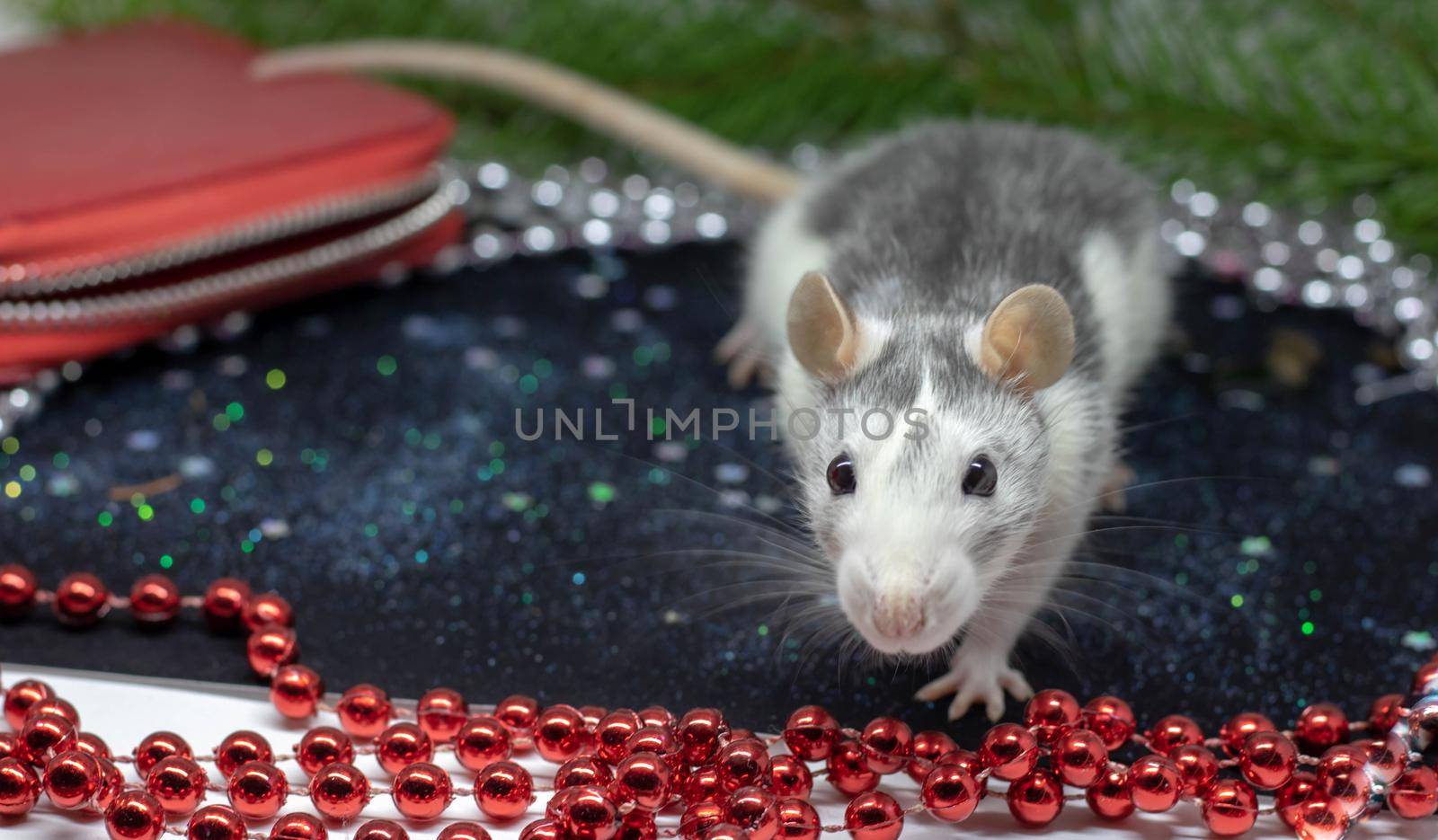 Christmas rat Symbol of the new year 2020. Year of the rat. Chinese New Year 2020. Christmas toys, bokeh. Rat on the background of Christmas decorations. Christmas greeting card template by lapushka62