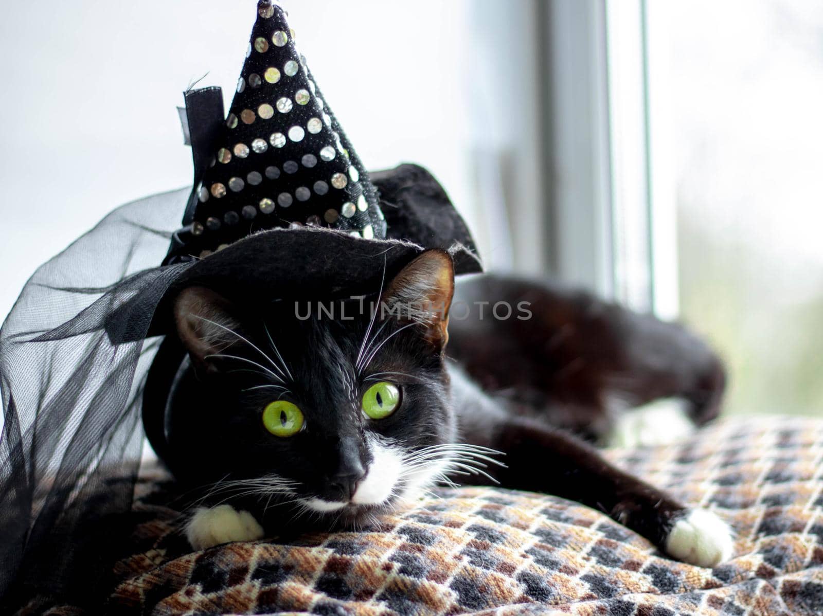 A black cat in a Witch's hat is lying on a pillow by the window.the concept of Halloween.