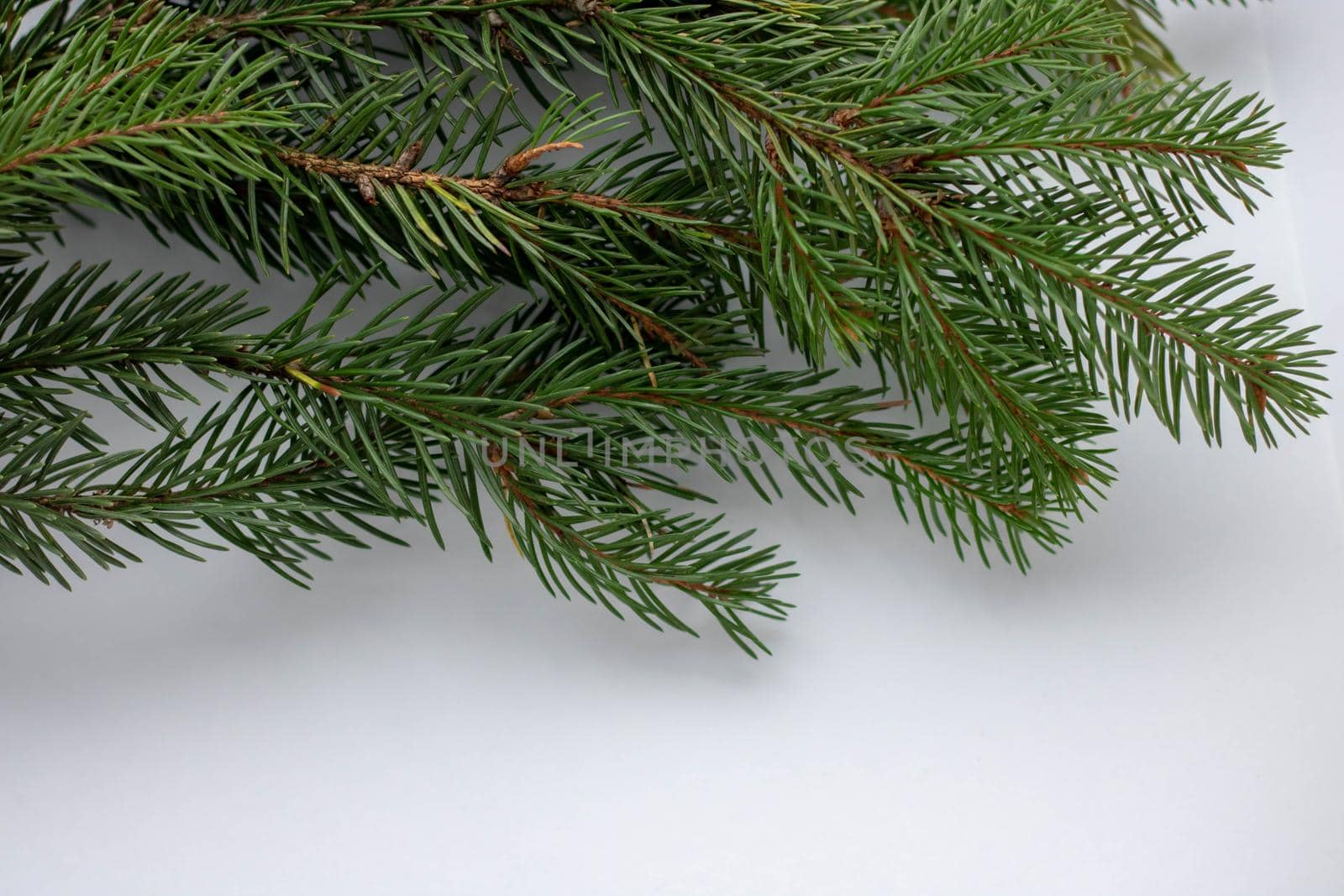 Spruce branch isolated on white background. Green fir. Christmas tree.