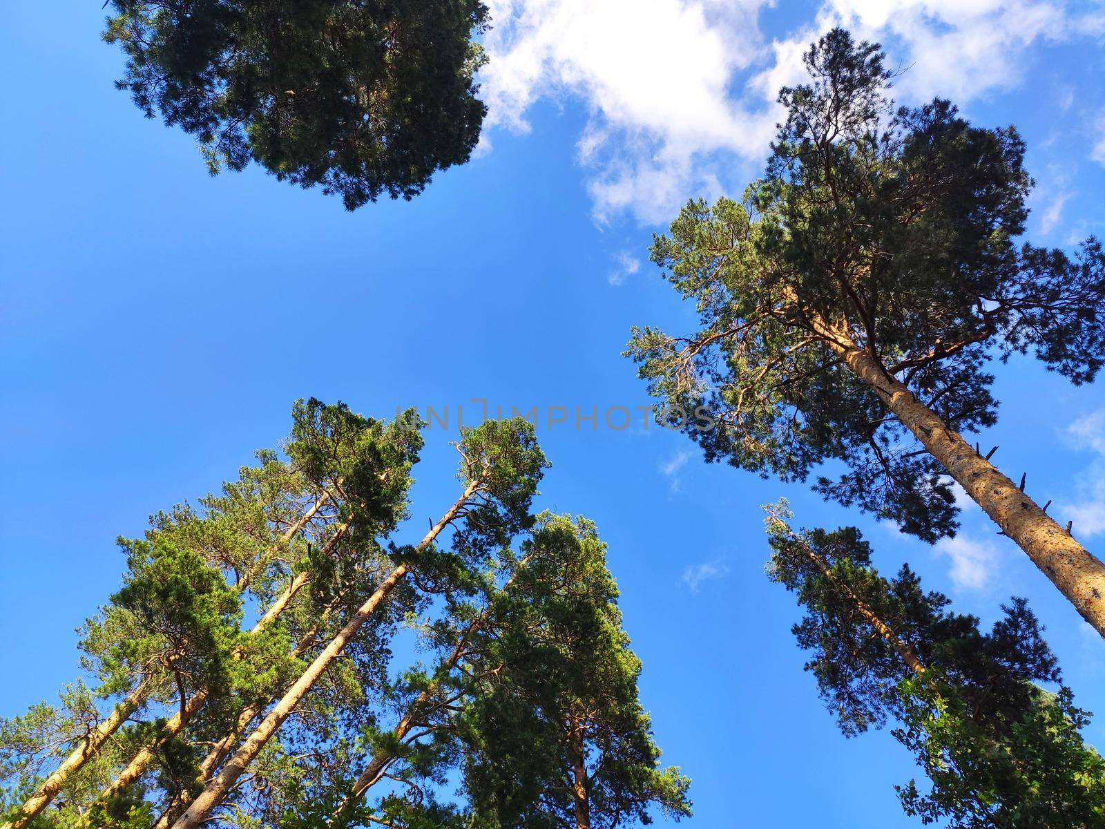 Pine forest nature background blue sky.