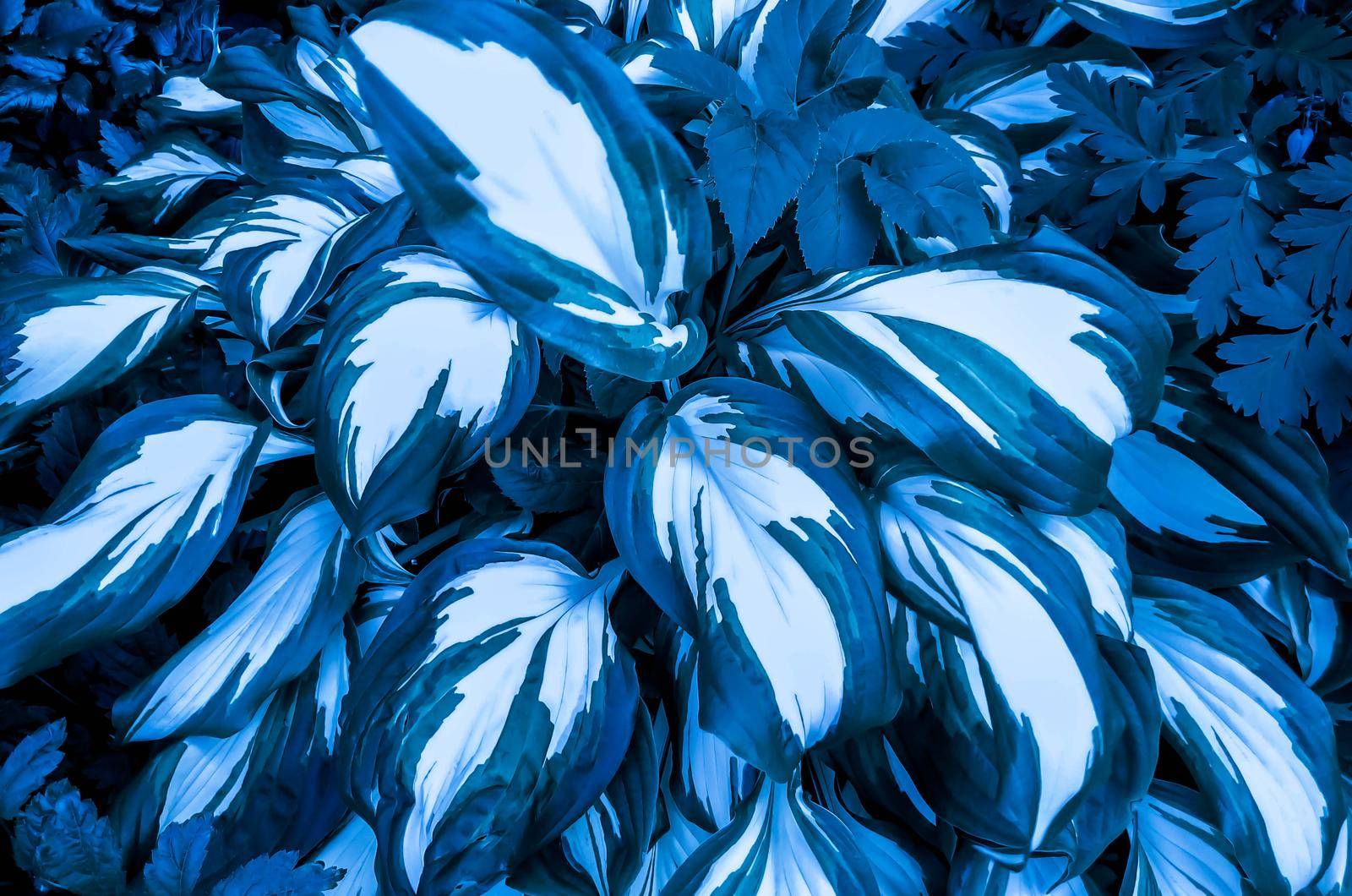 Texture of blue and white leaves of a decorative plant. Deep blue leaf full closeup. Exotic plant pattern. Top iew of the blue leaves