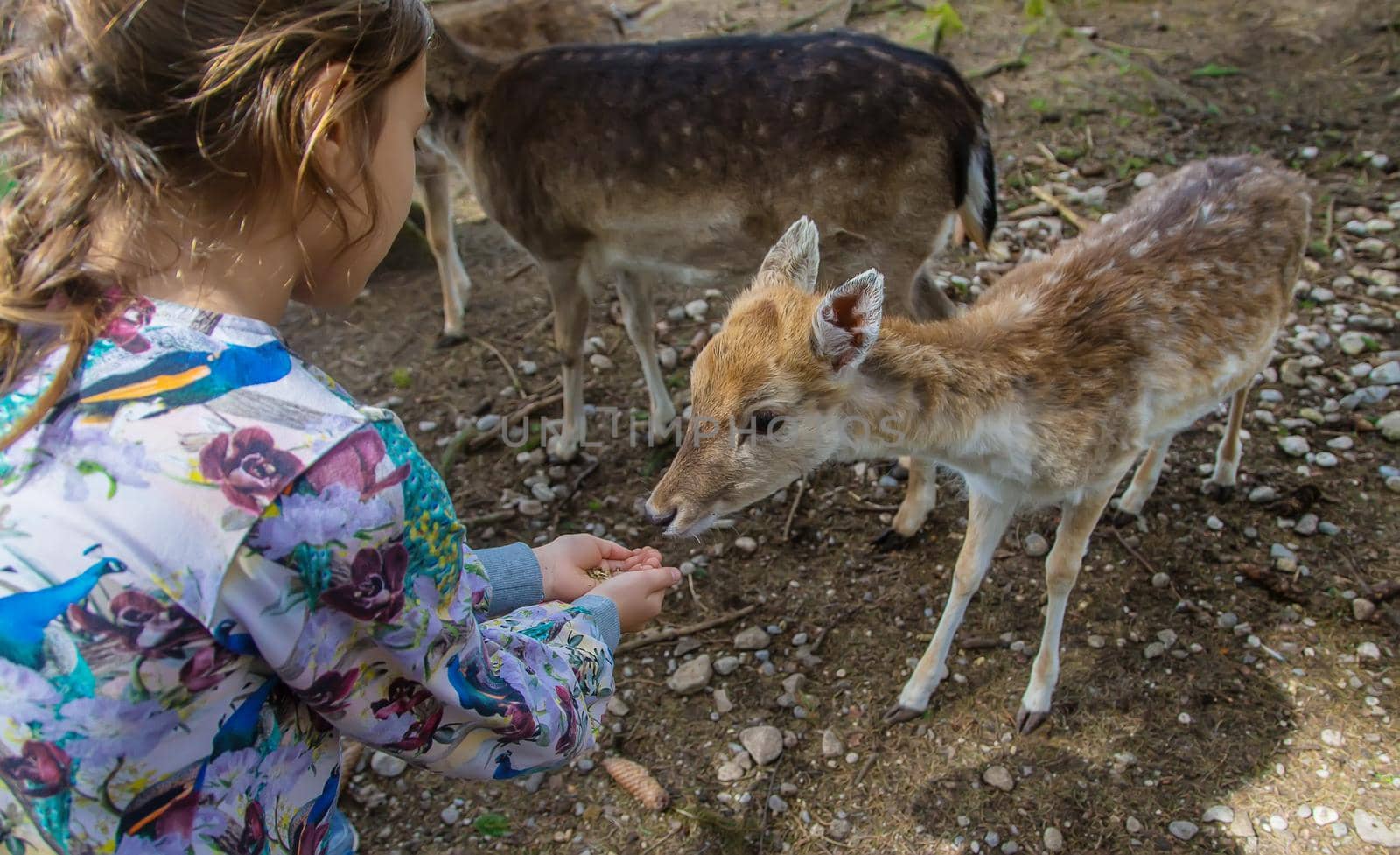 A child feeds a deer in the forest. Selective focus. Nature.