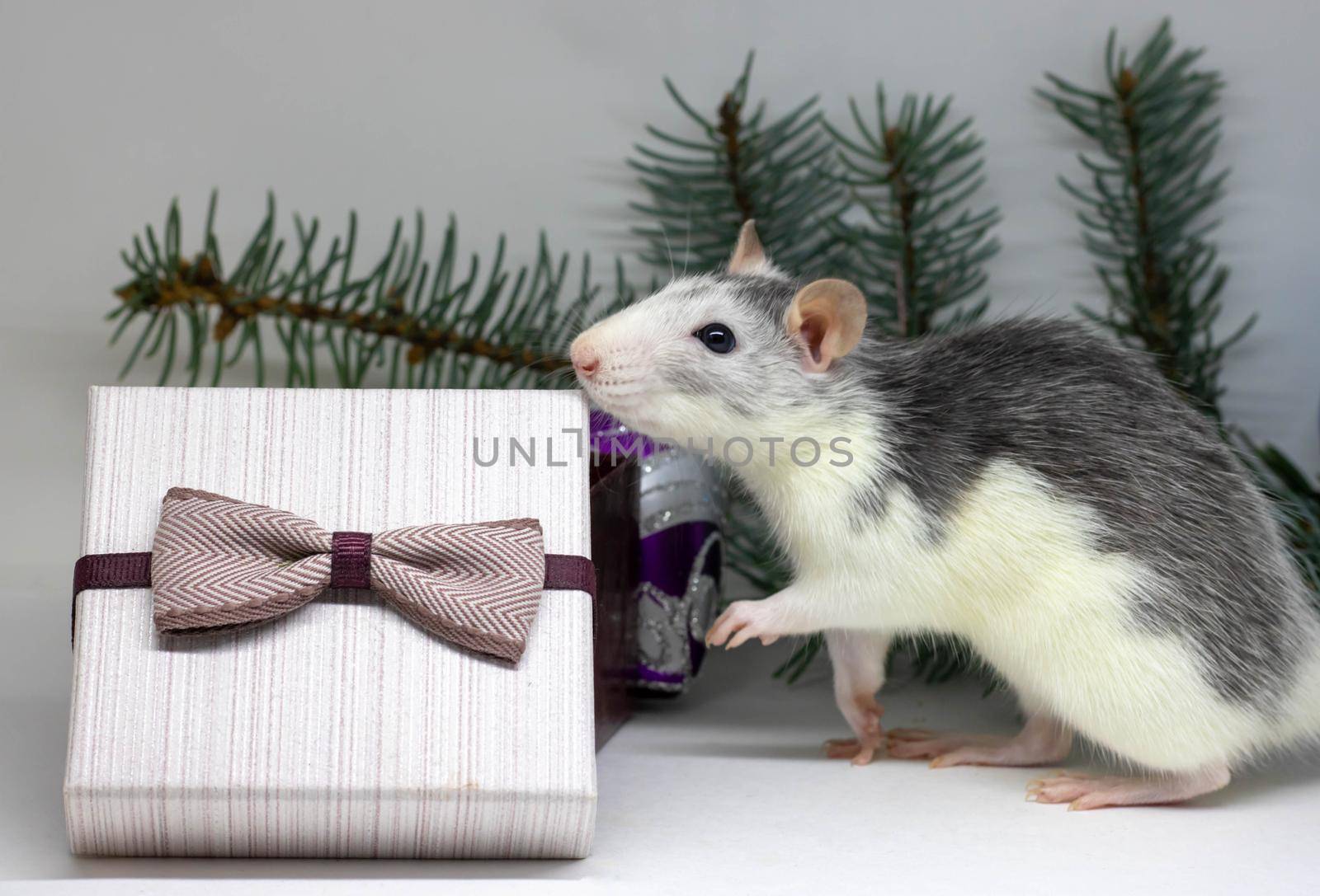 Silver rat and presents. Rat on the background of Christmas decorations. Symbol of 2020. year of rat.cute domestic rat