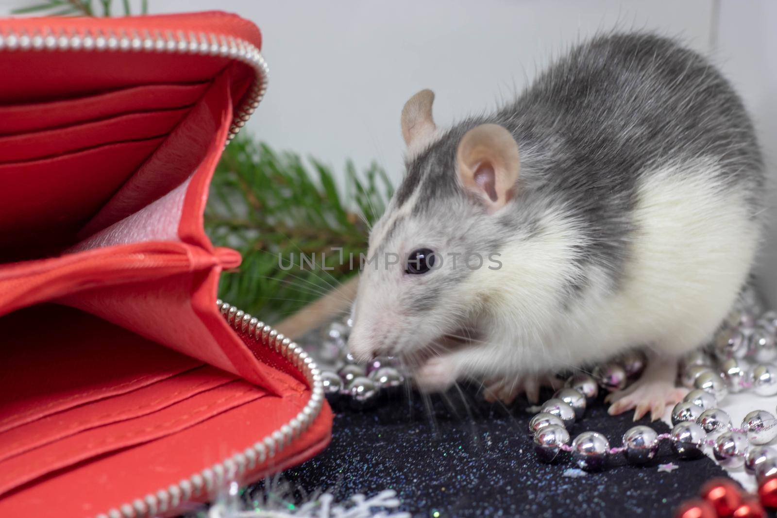 Christmas rat Symbol of the new year 2020. Year of the rat. Chinese New Year 2020. Christmas toys, bokeh festive