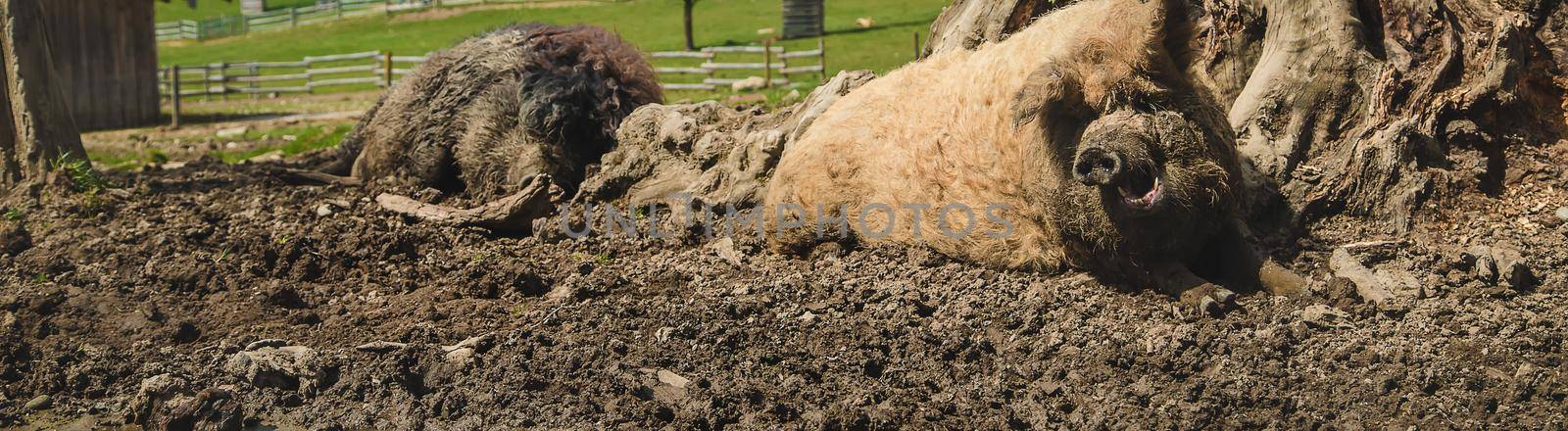 Wild boars in the mud at the farm. Selective focus. by yanadjana