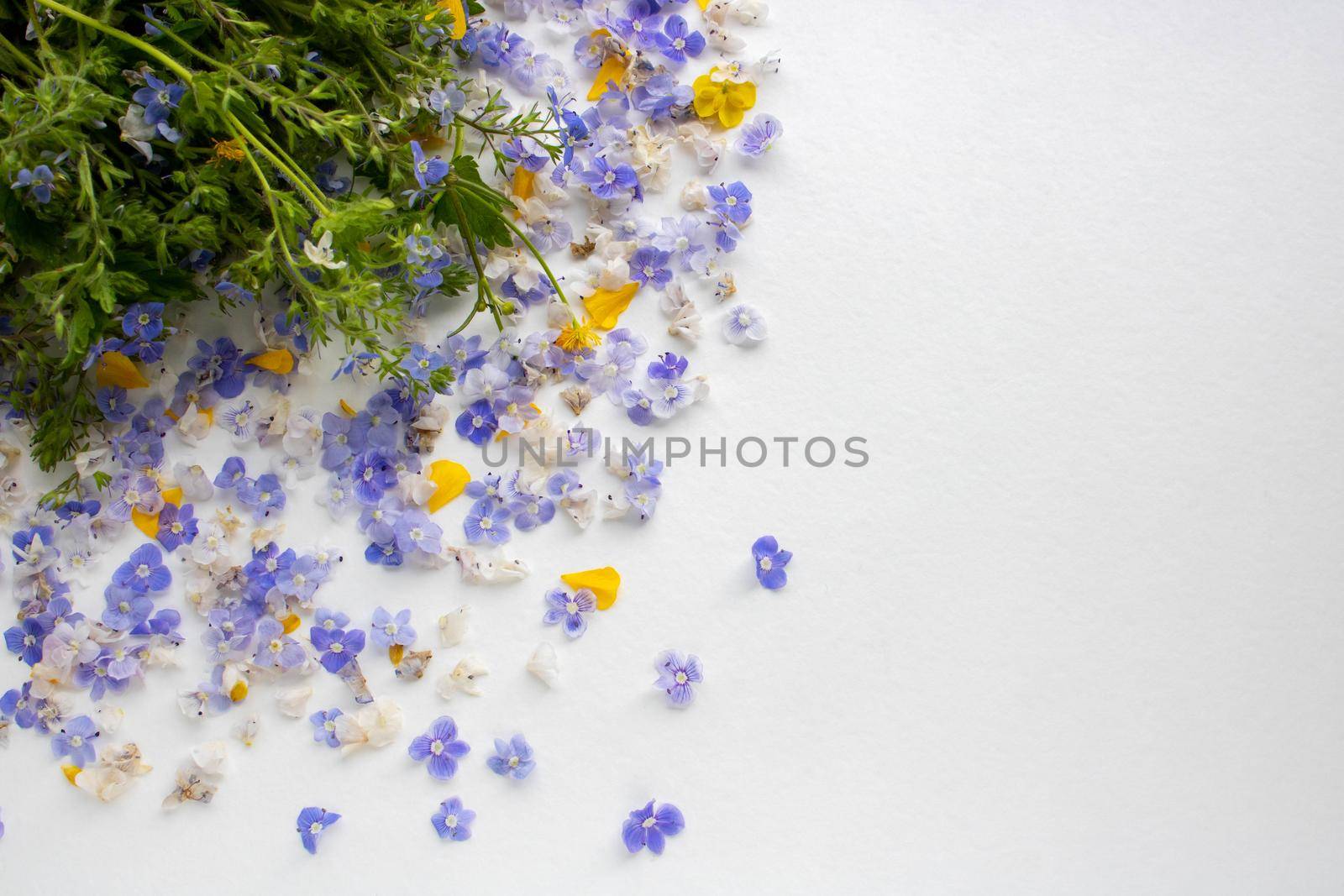 Flower background. Veronica Alpine Veronica fruticans on a white background. Wild flower Veronica oak