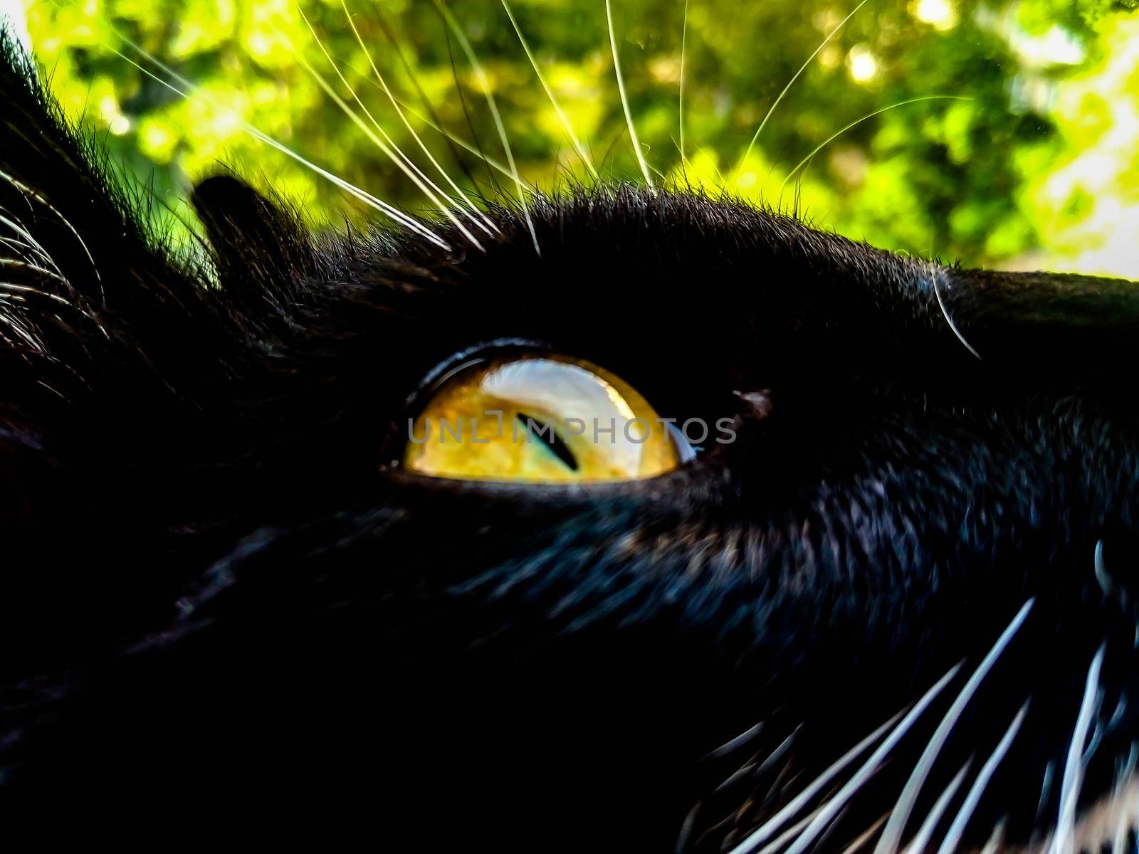 yellow eye of a black cat against a background of foliage by lapushka62