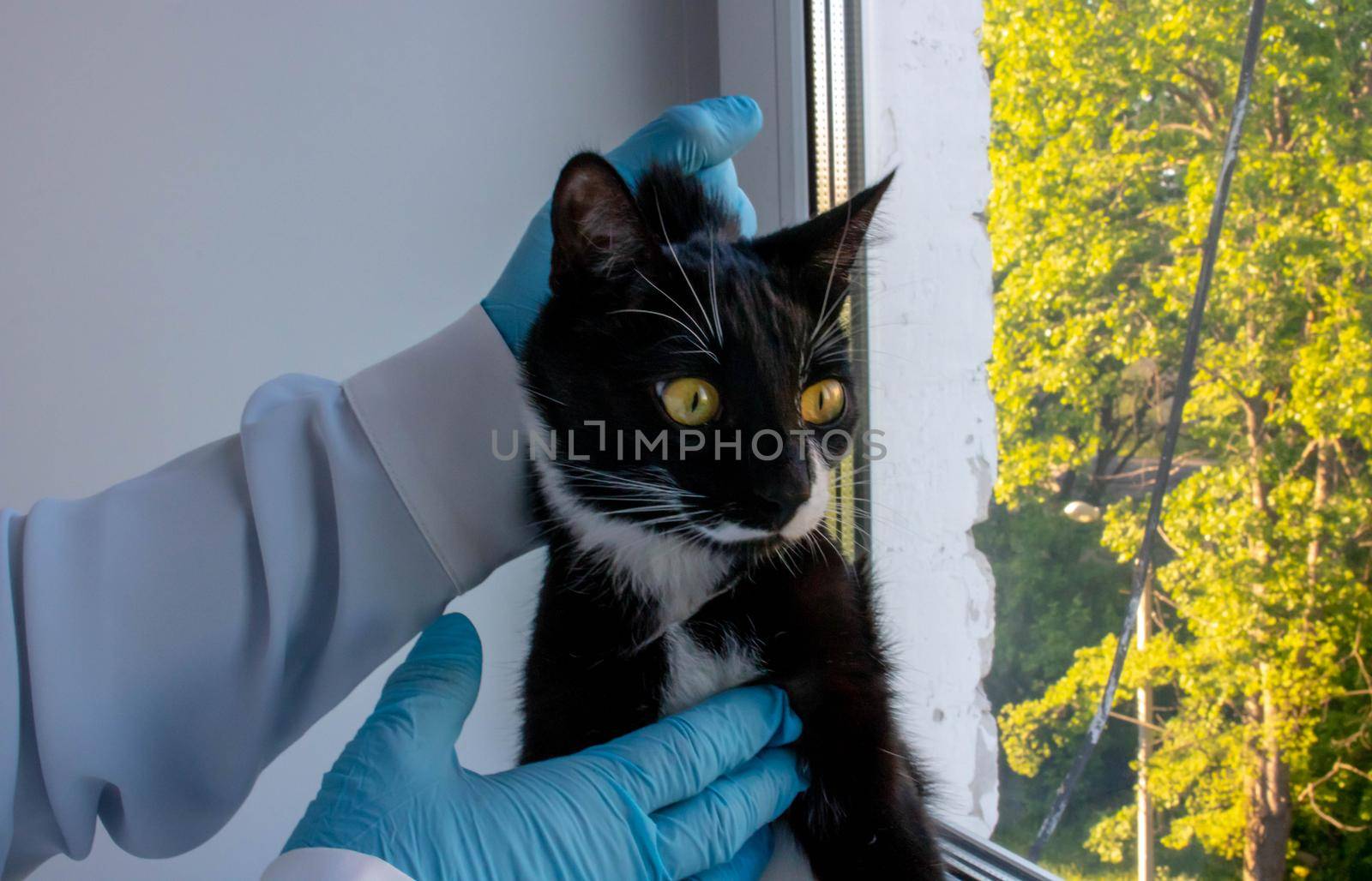 cat with veterinarian doctor at vet clinic. examination of the animal with a phonendoscope.