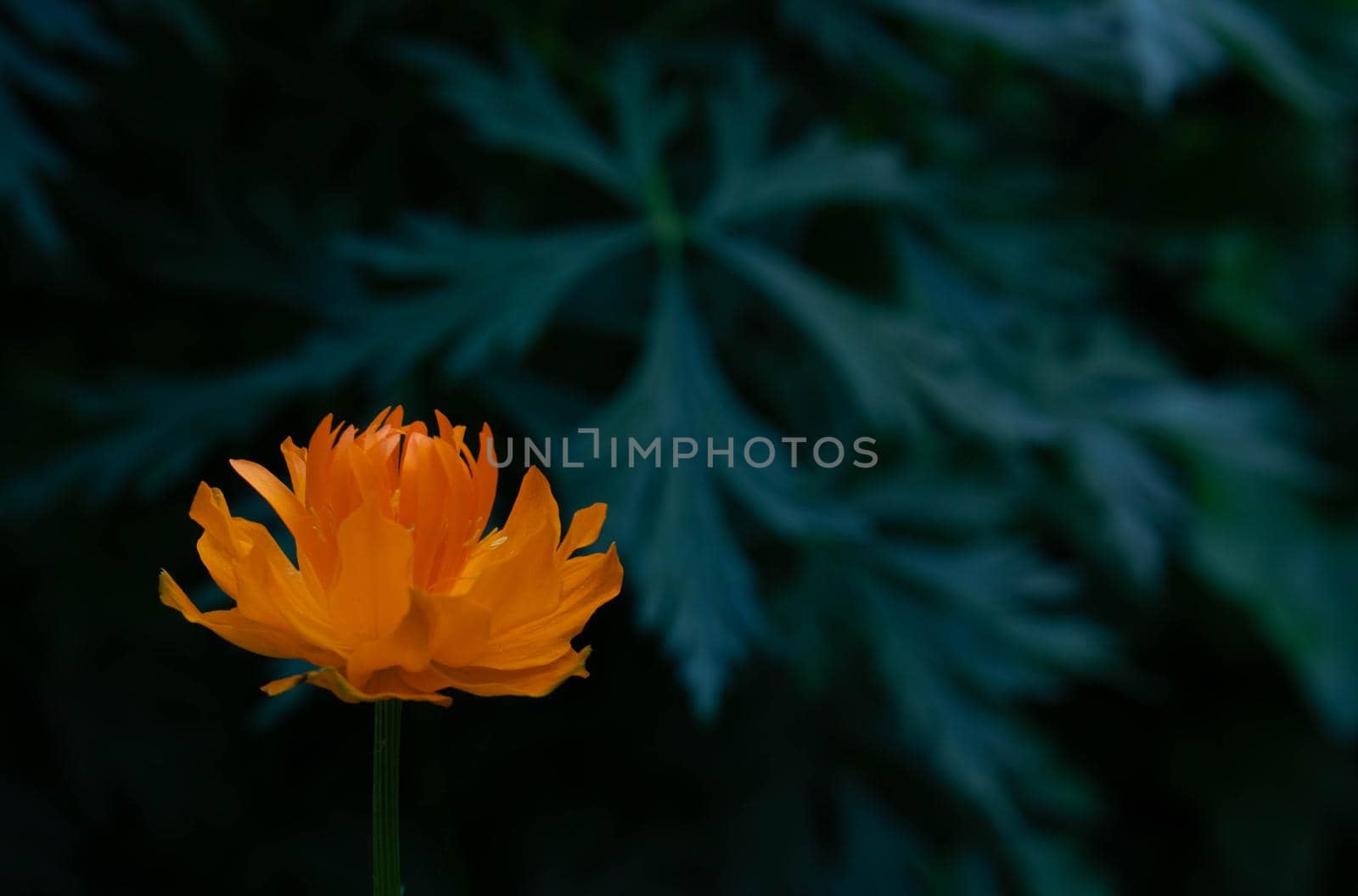 Orange Asian flower of Vitalia on a dark background of leaves by lapushka62